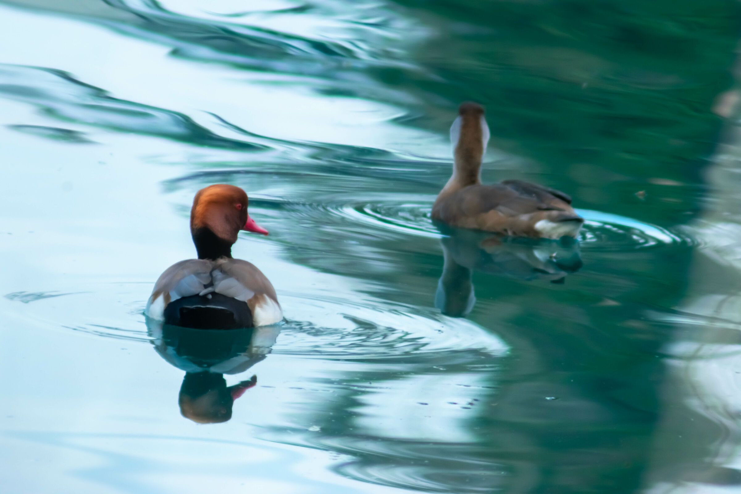 Net rufina (male and female)