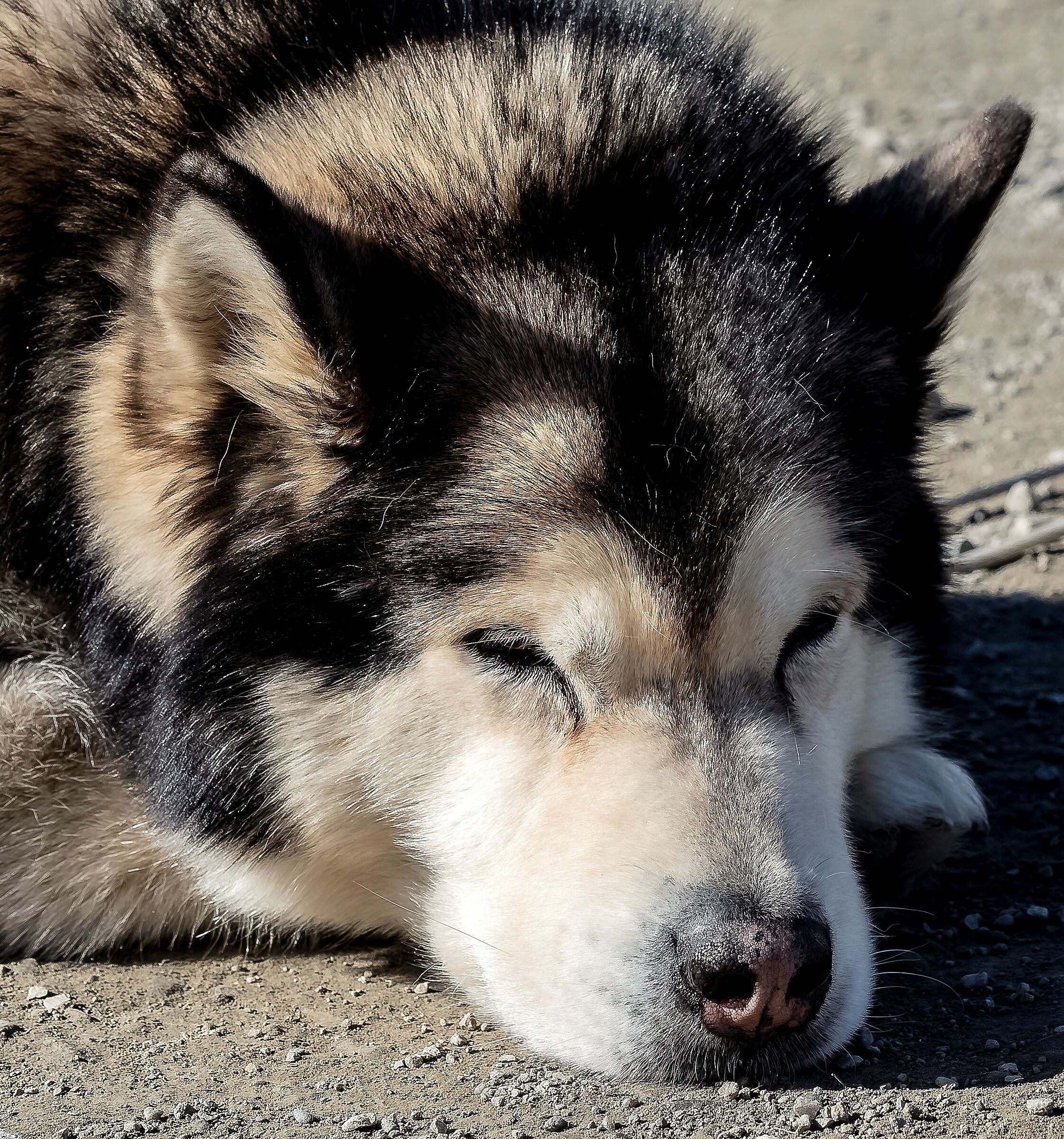 Sleedog race in Pragelato