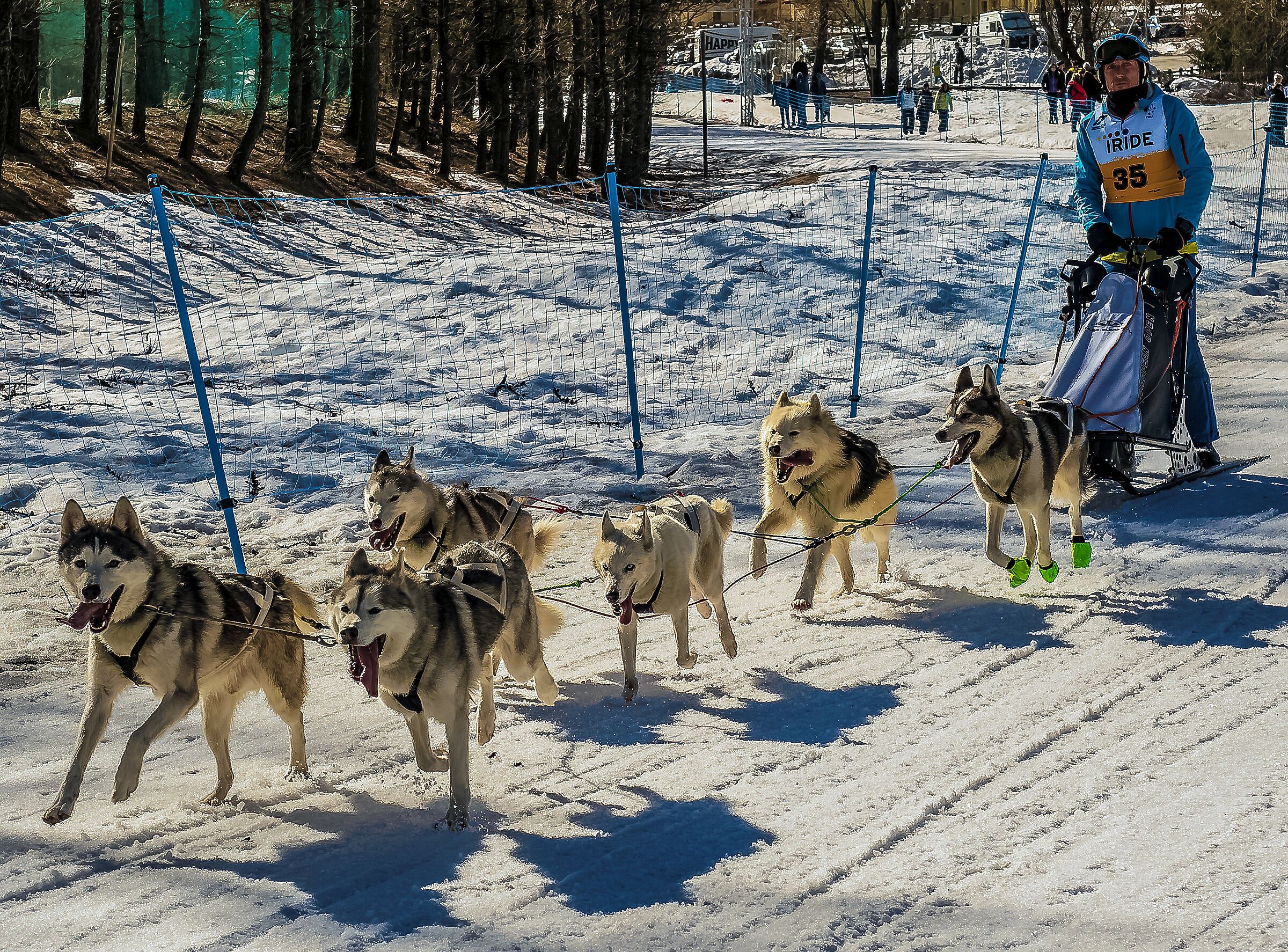 Sleedog race in Pragelato