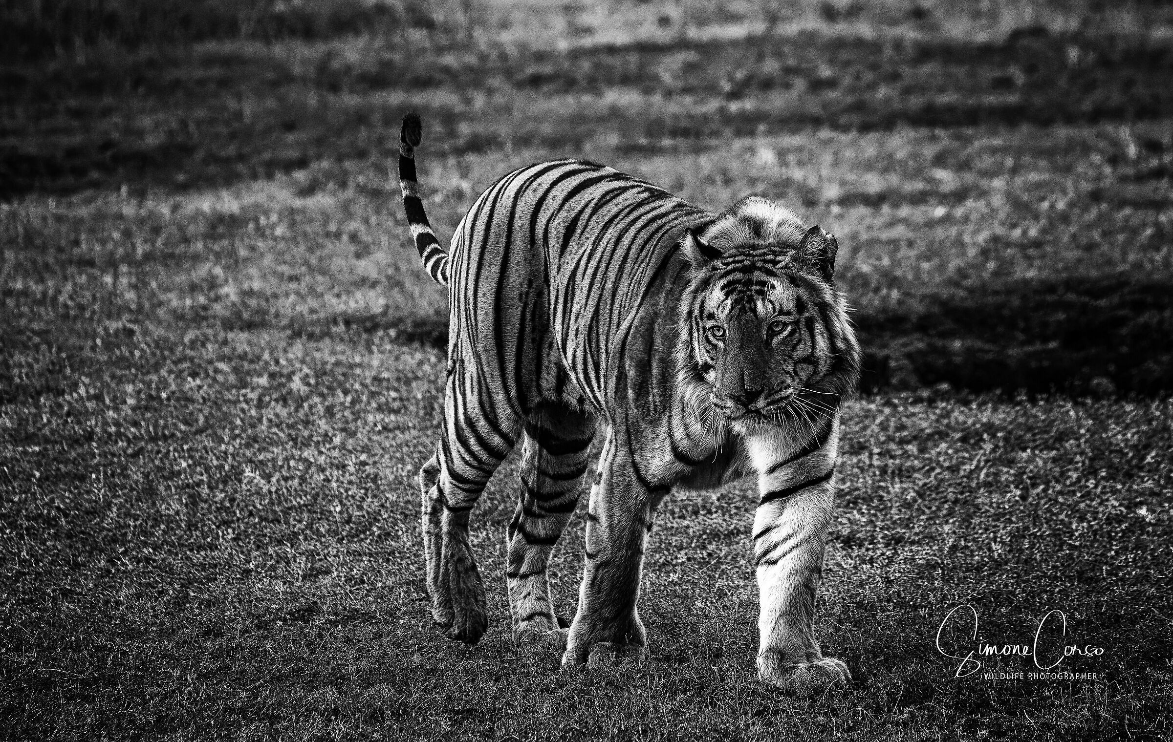 Tigre in B&W