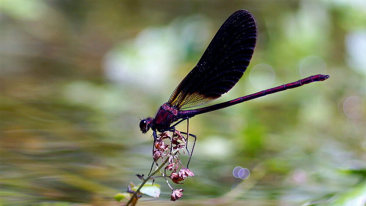 In agguato sul fiume