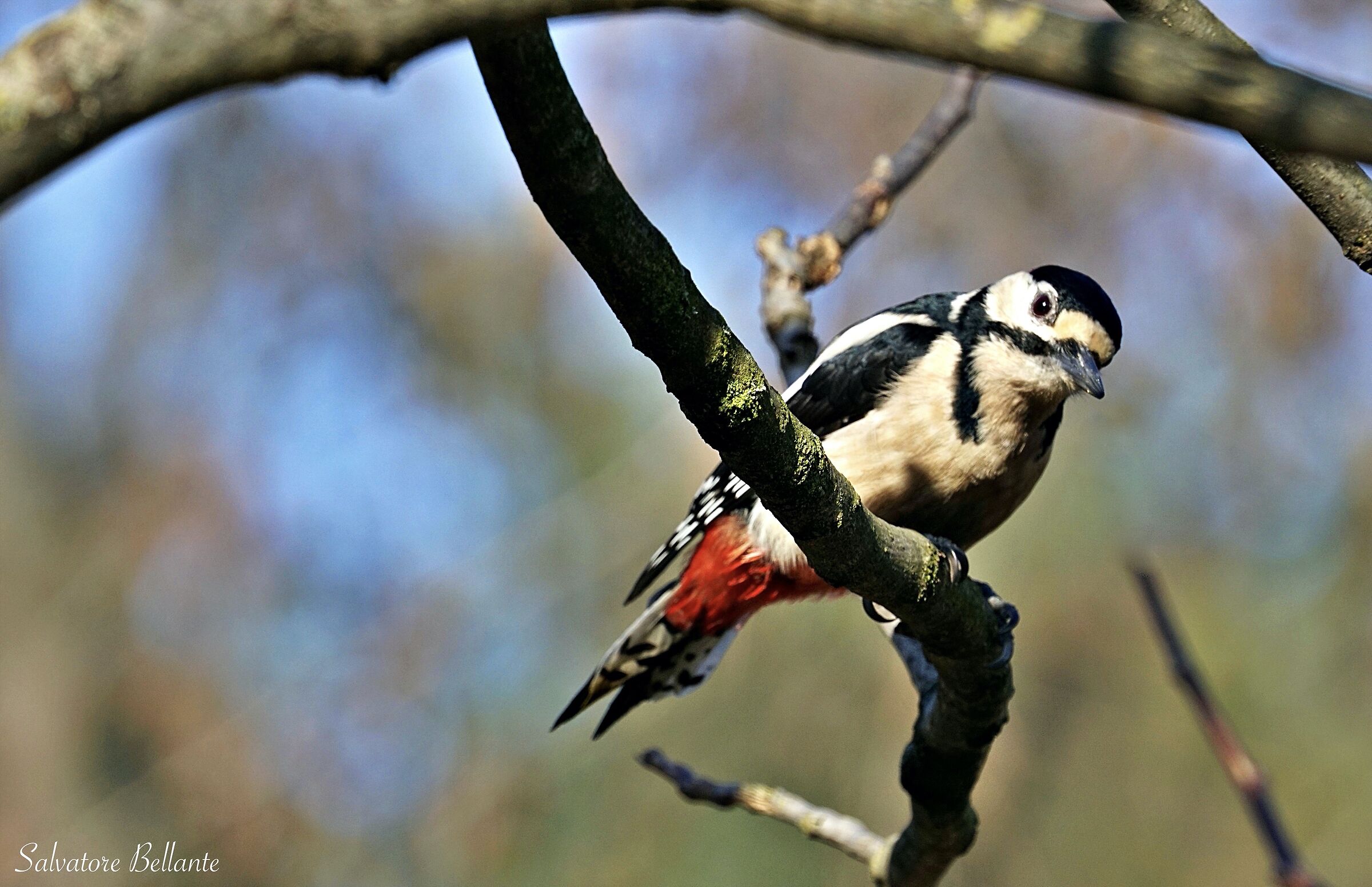 Picchio rosso maggiore ( Dendrocopos major )V