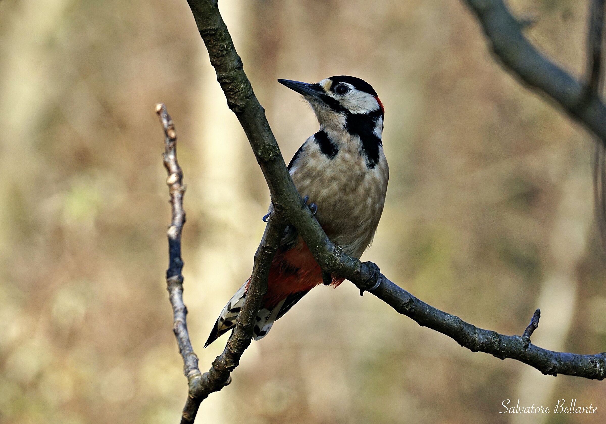 Picchio rosso maggiore ( Dendrocopos major )VI
