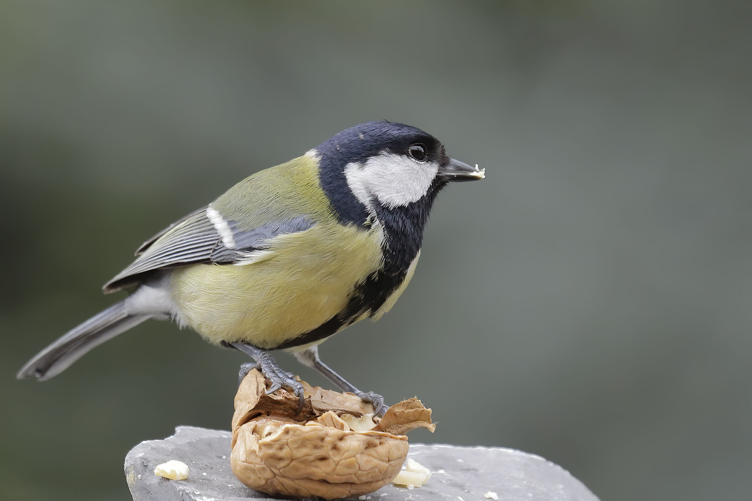 cherry-in-the-tincia.