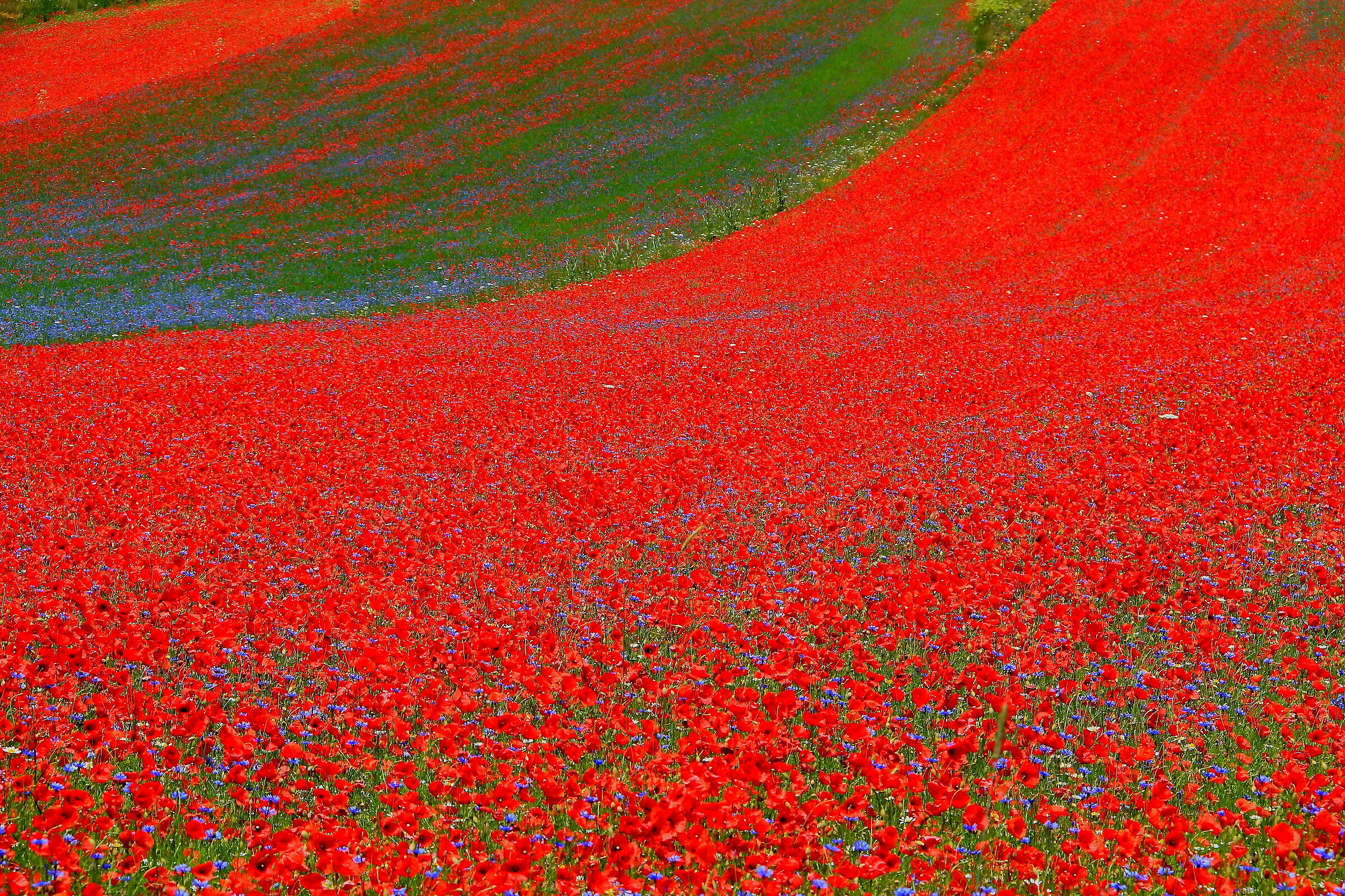 100,000 poppies