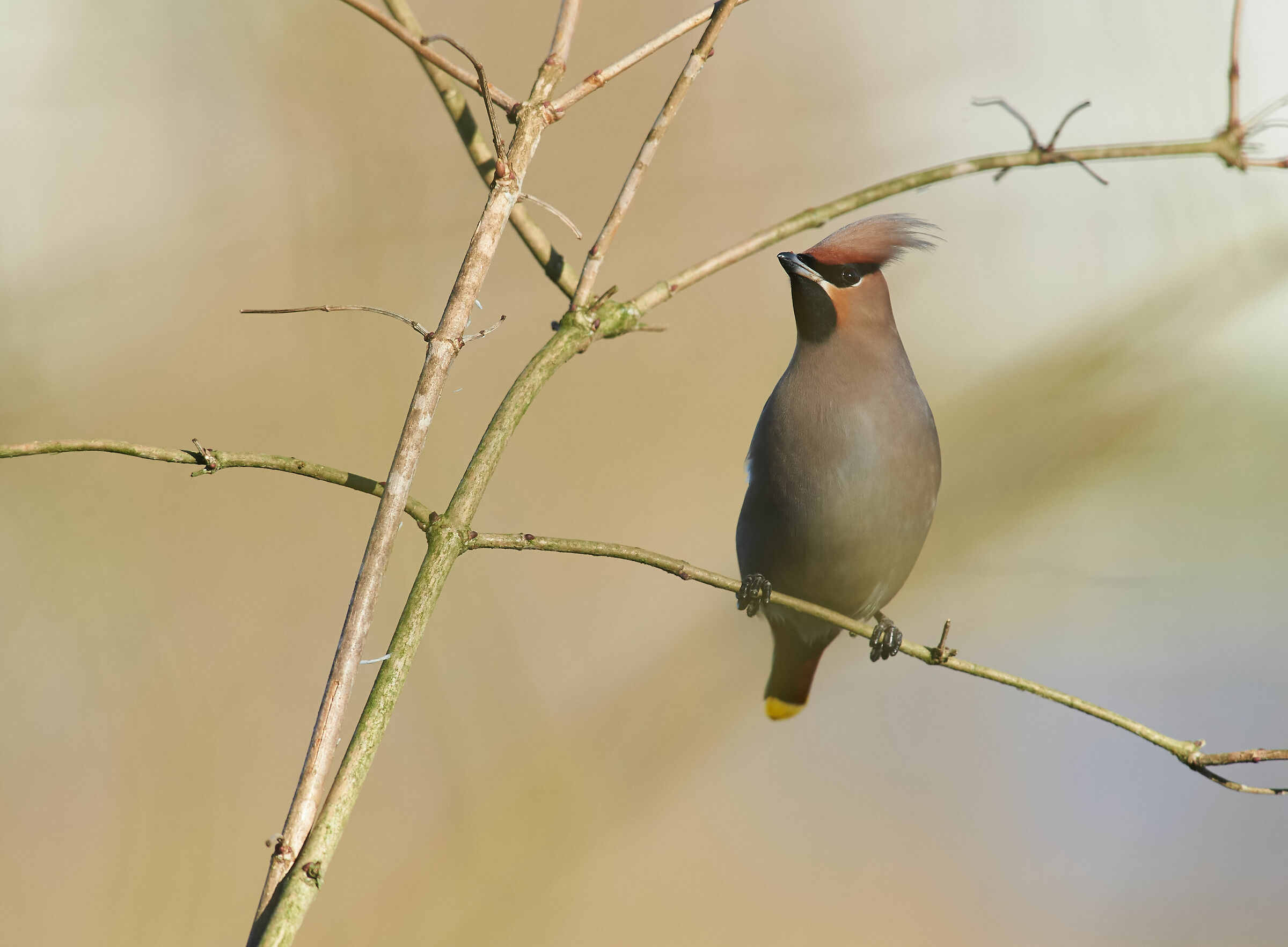 Waxwing bohemien