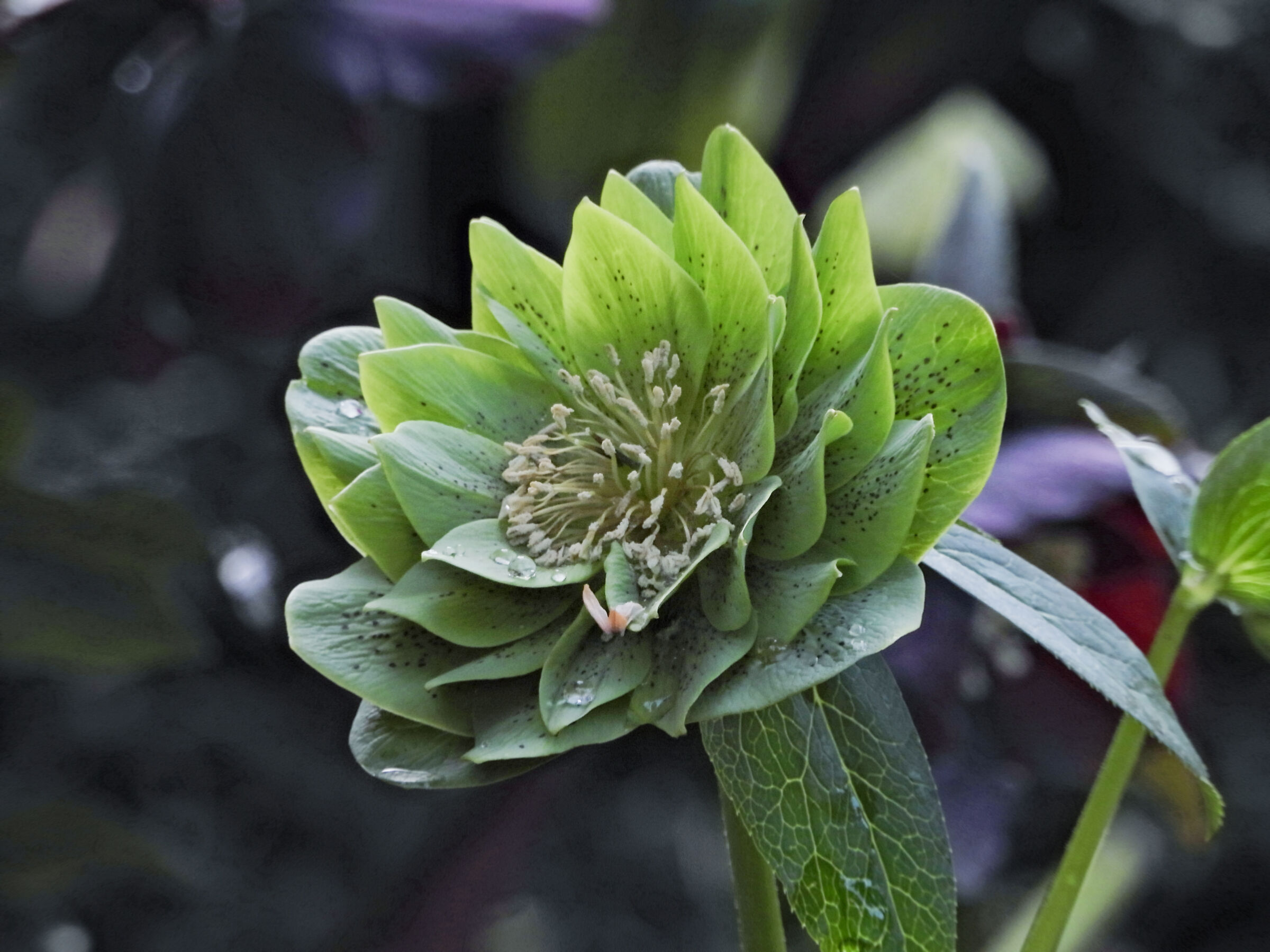 Helleborus Green spotted
