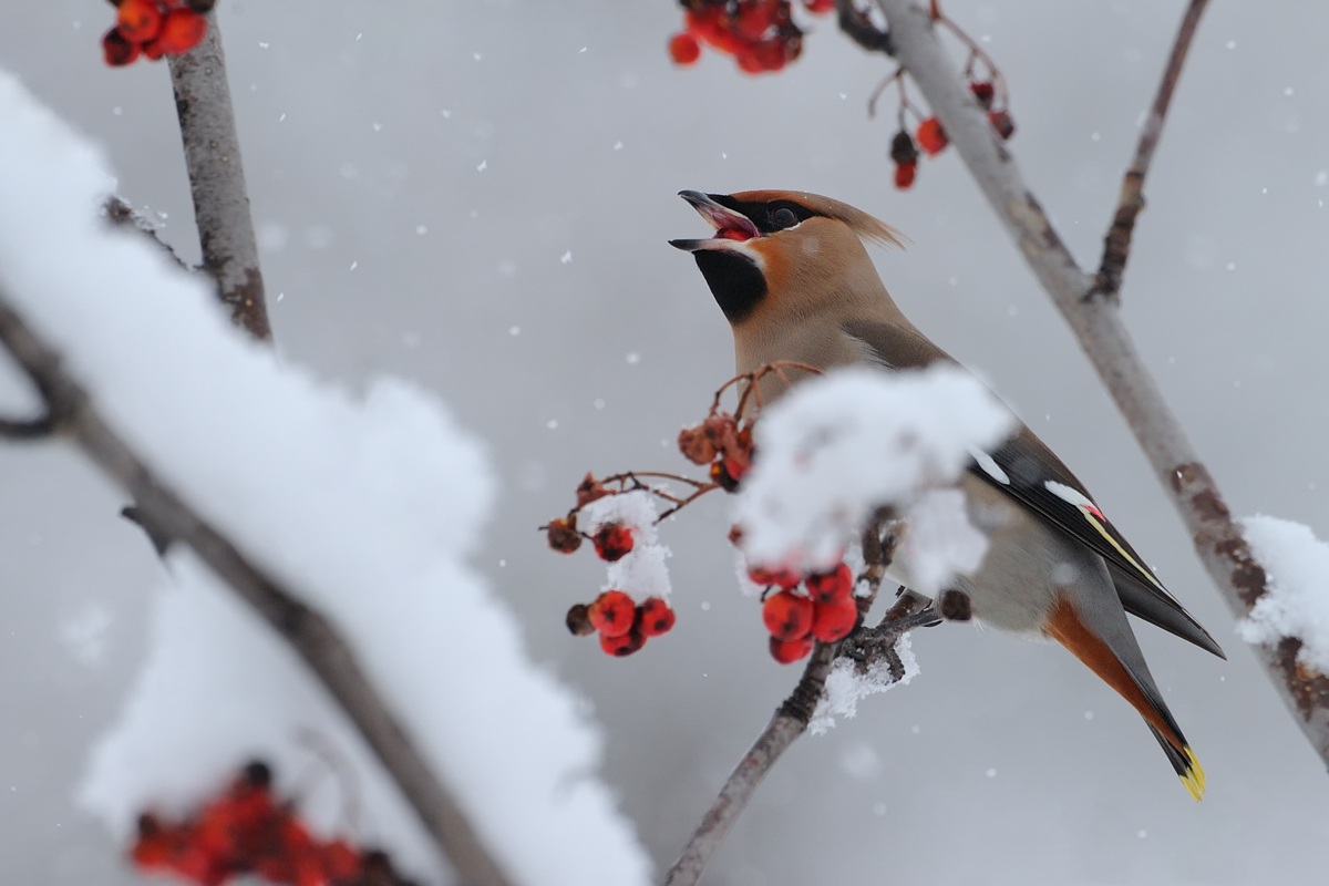 Waxwing ... dining under the snow ....