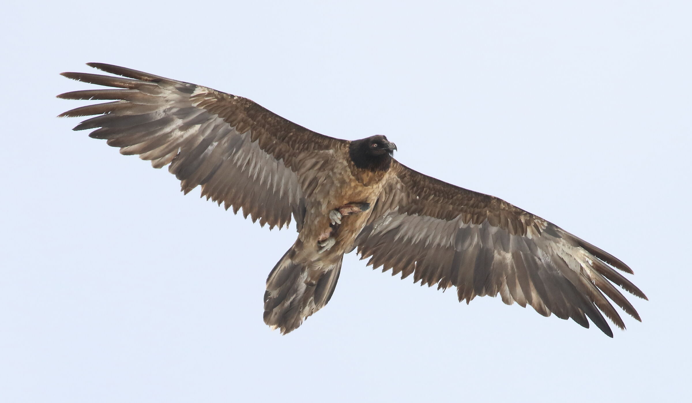 Giovane gipeto con merenda