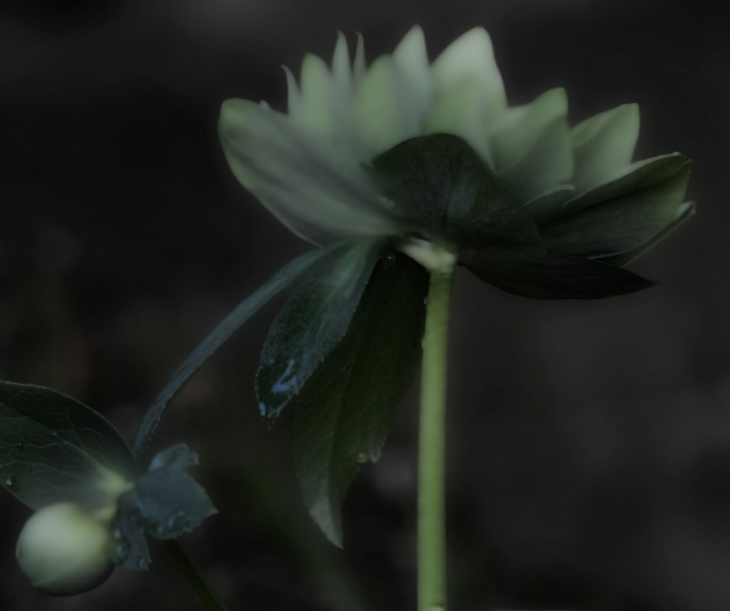 Helleborus Green