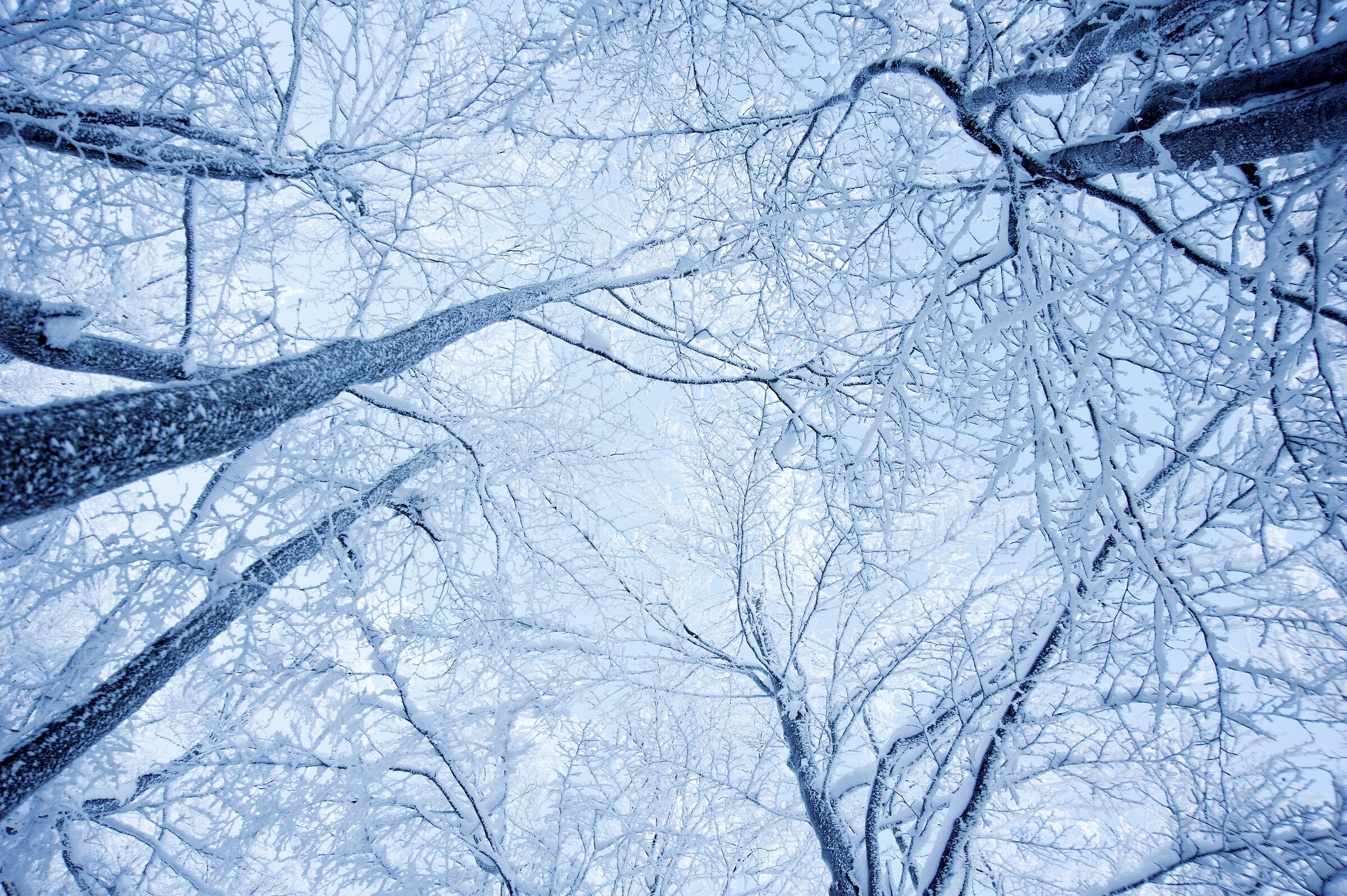 Guardando verso l' alto