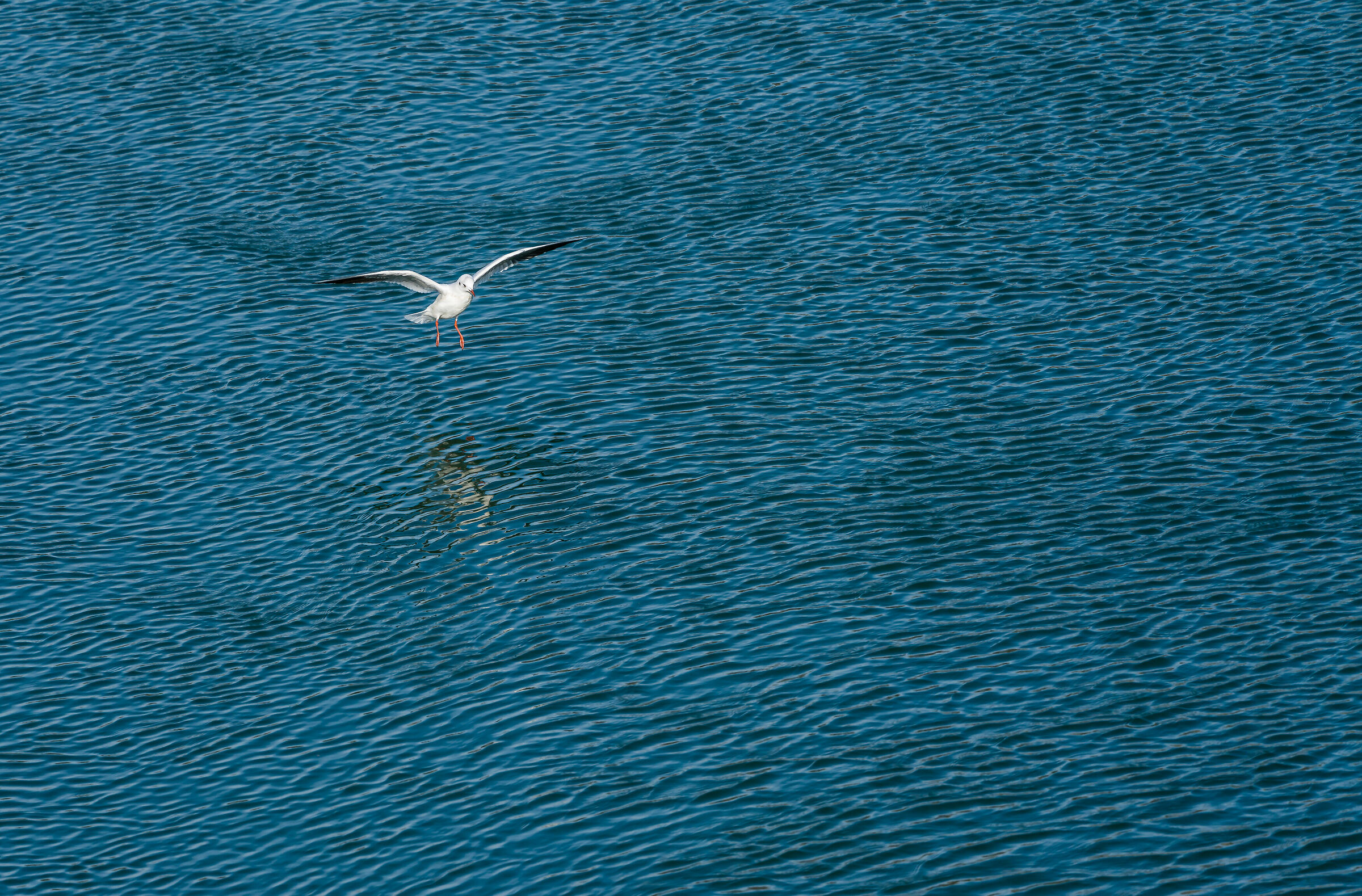 white to blue.........