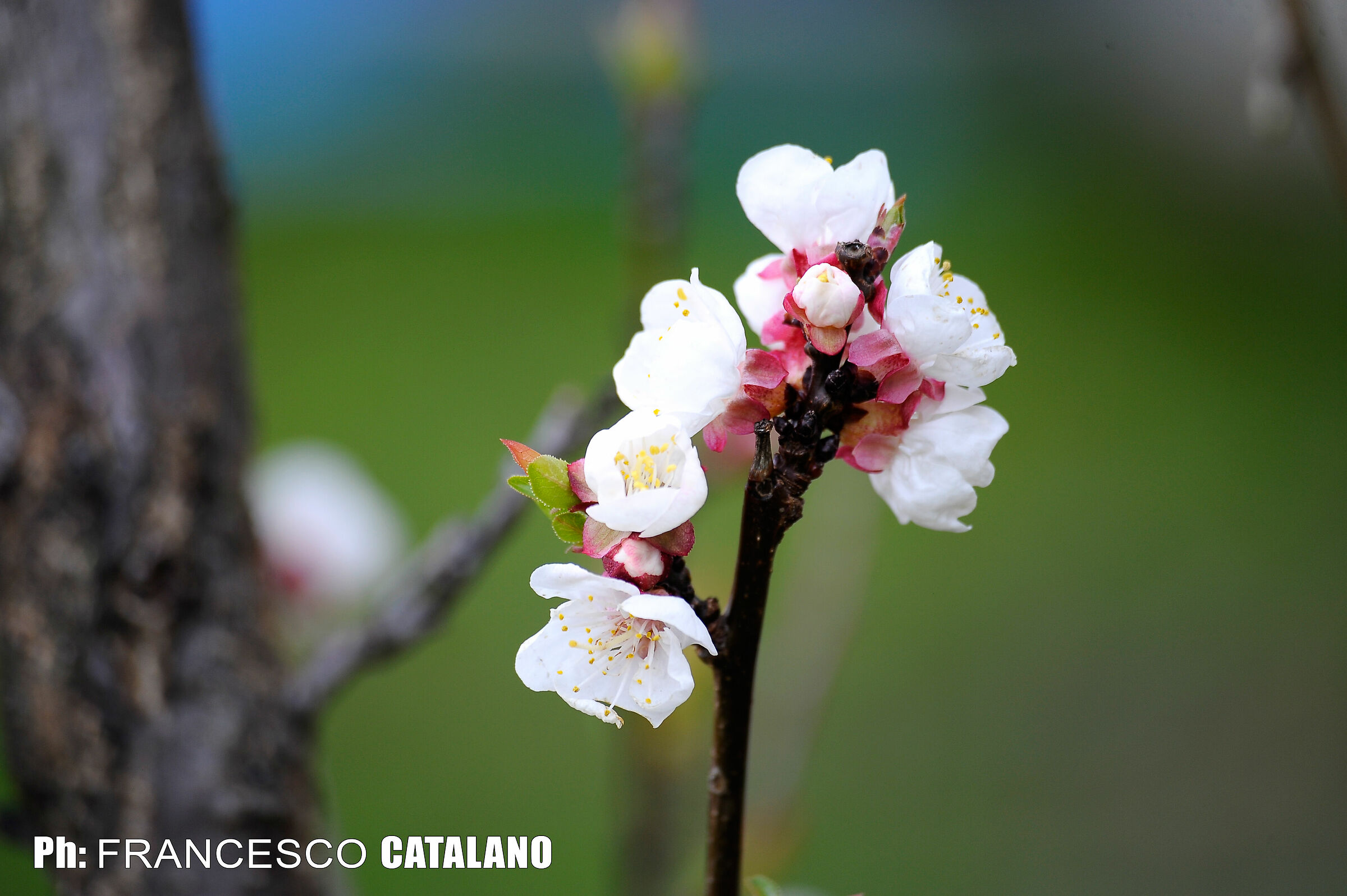 Fioritura Albicocco