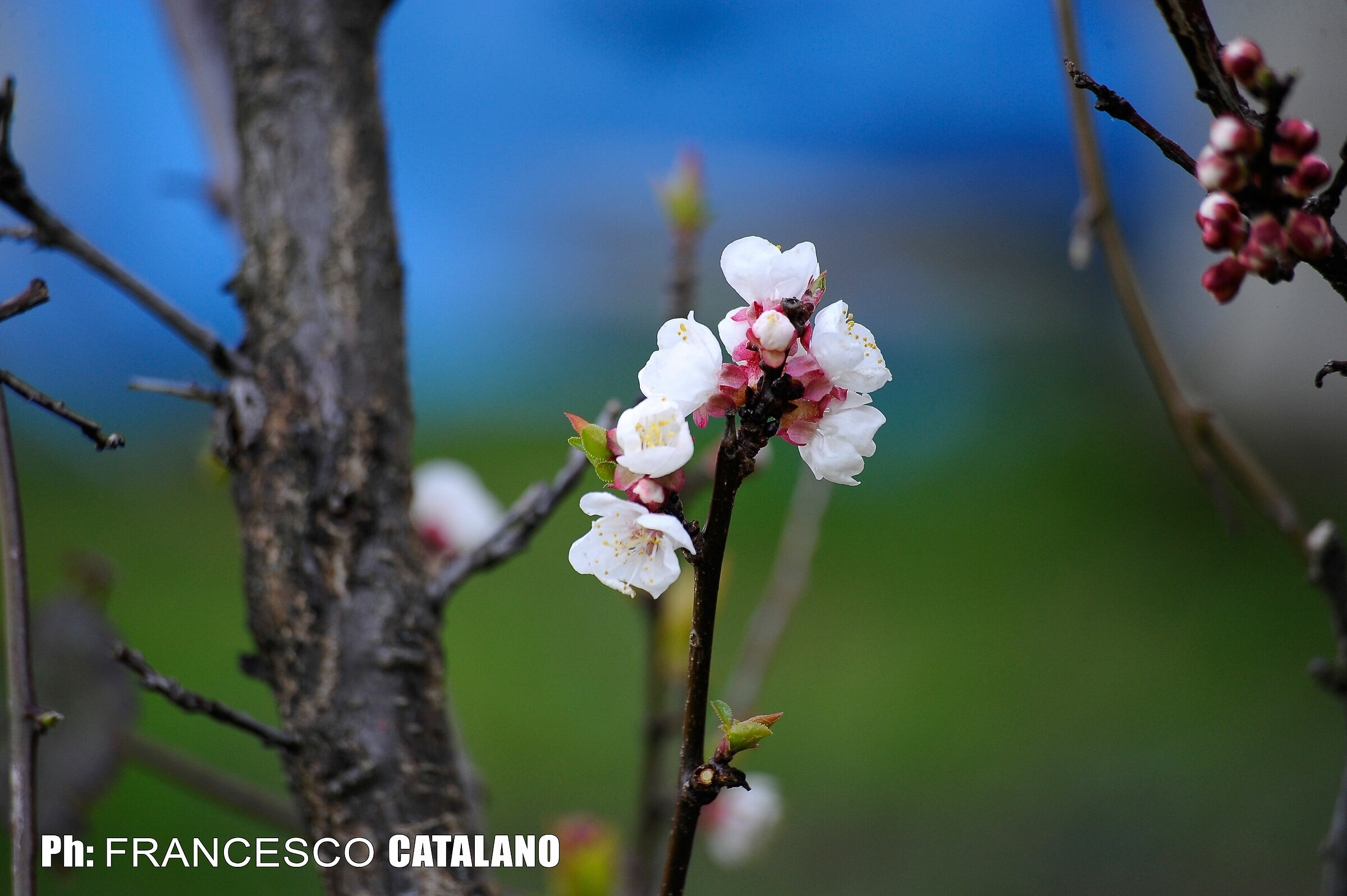 Fioritura Albicocco