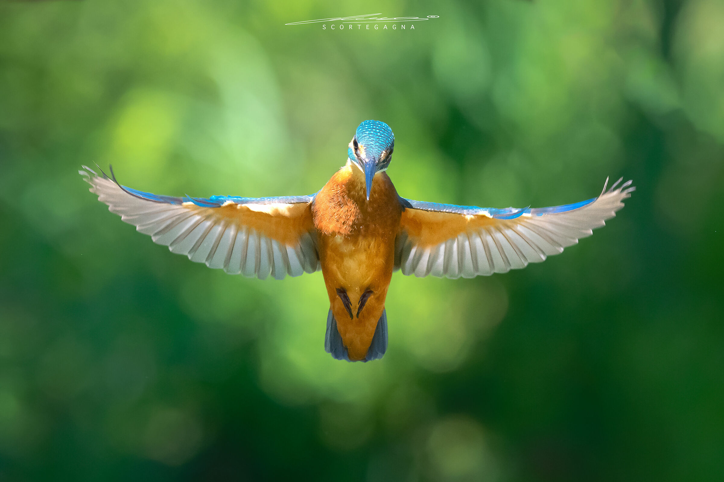 Angel Flight Martin Pescatore