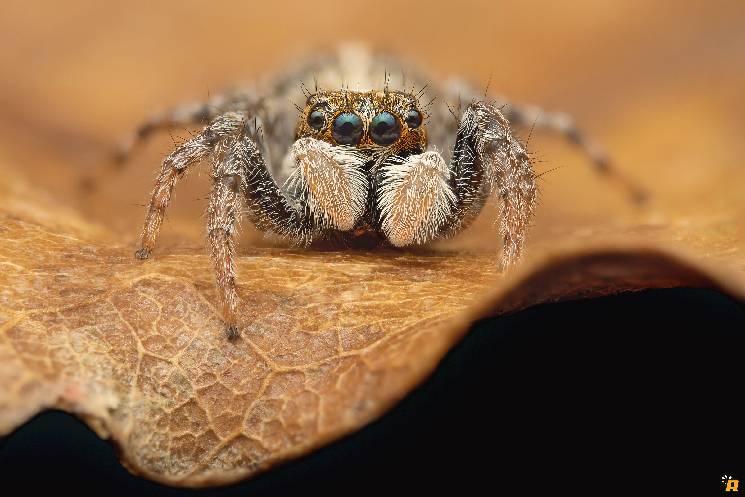 Menemerus semilimbatus