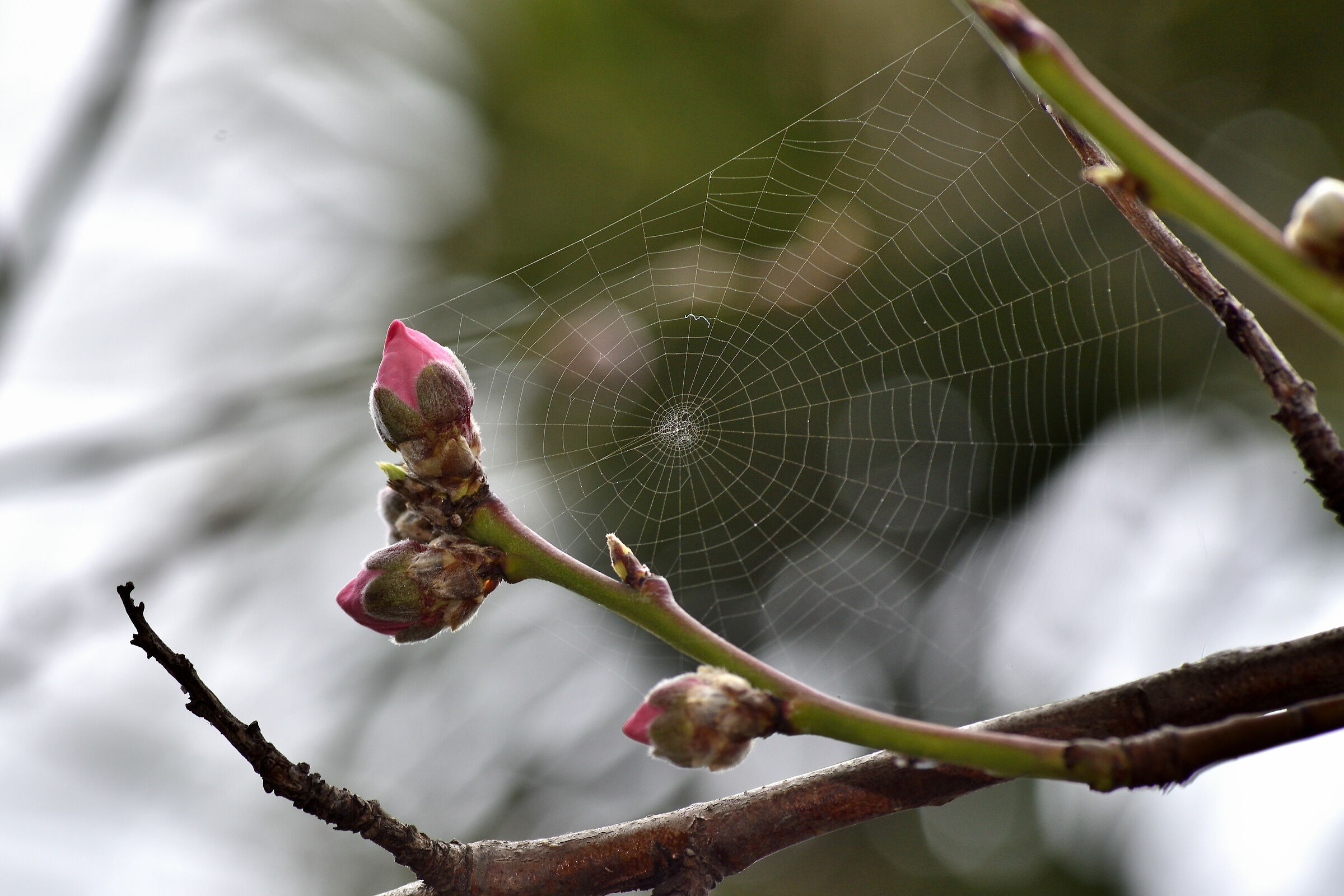 Fiori di Pesco & Altro