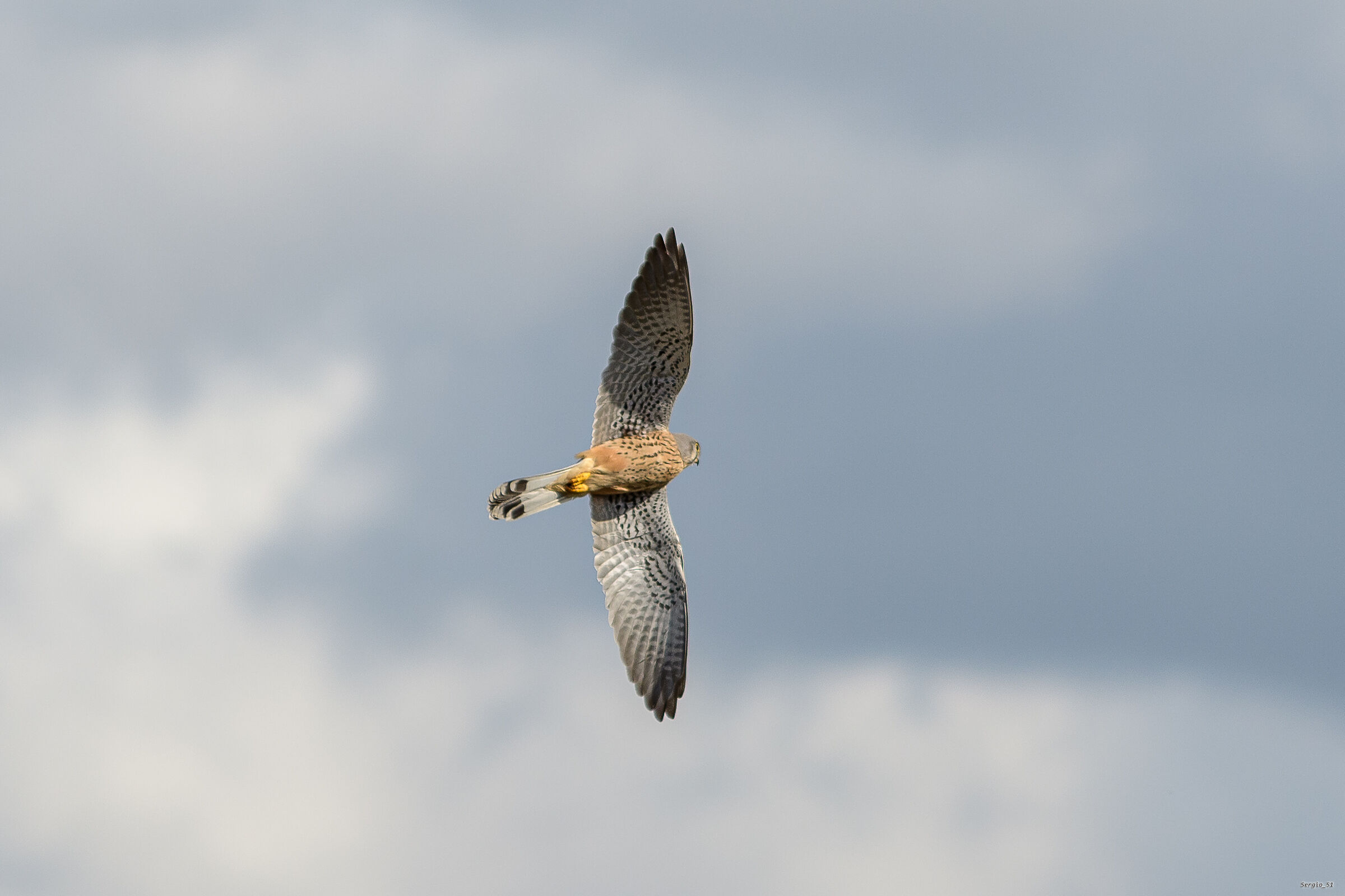 Kestrel