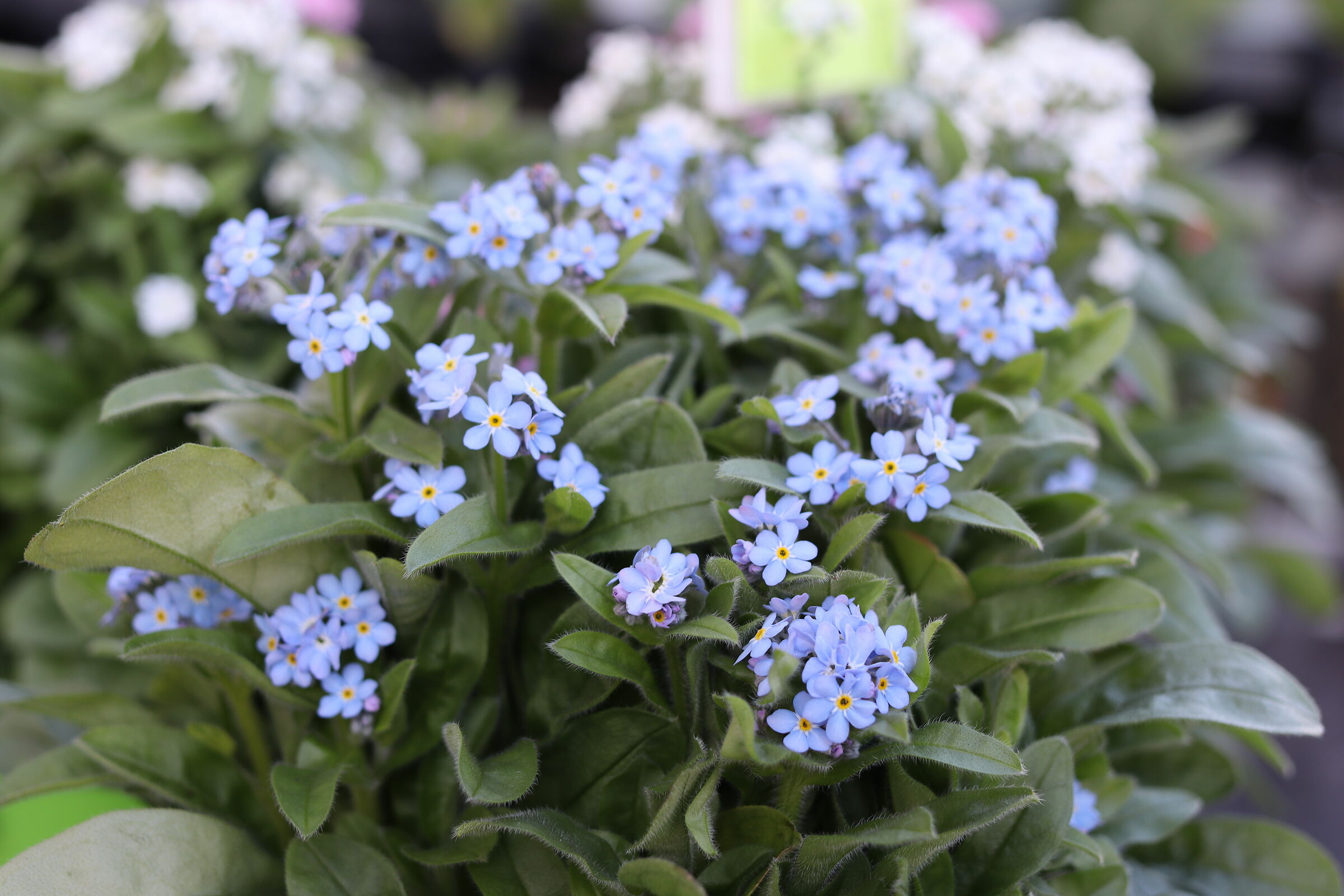 Myosotis
