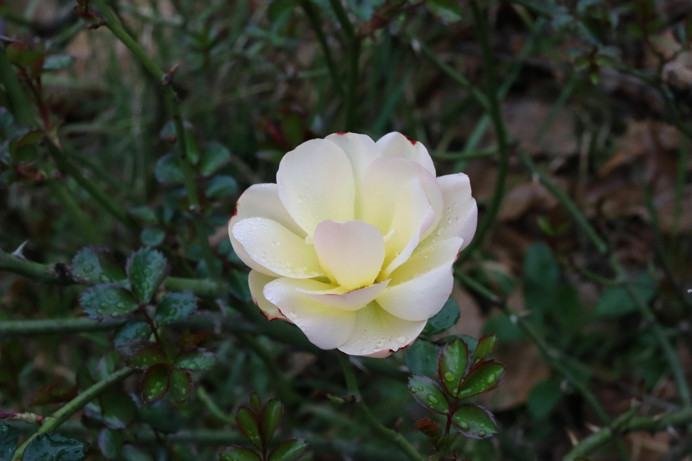 rosa