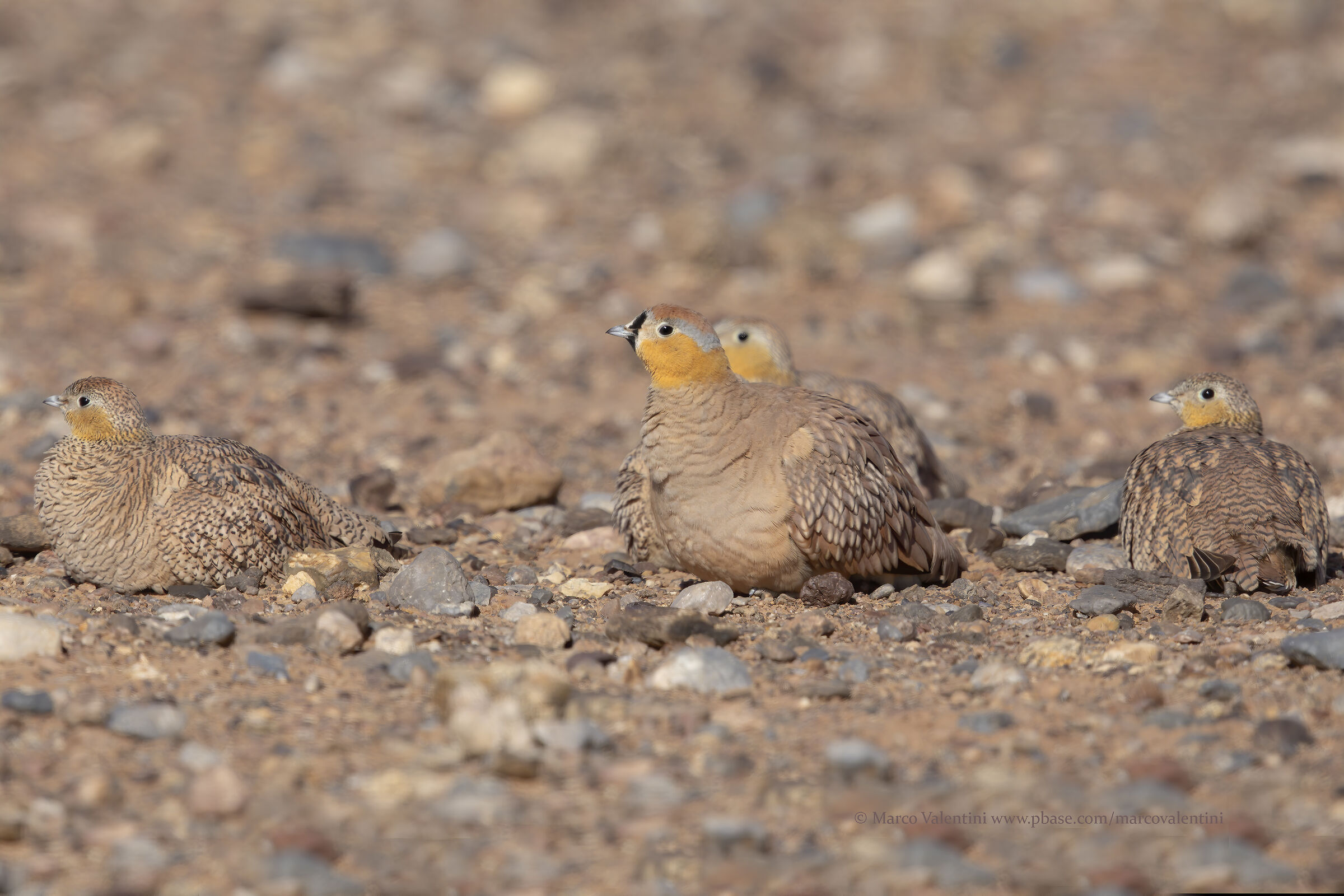 Harem in the desert