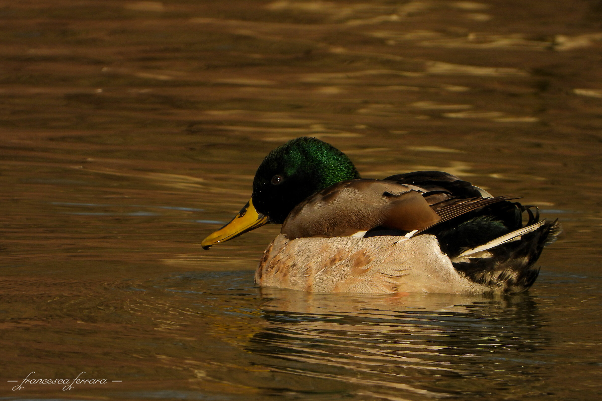Germano Reale maschio (Anas Platyrhynchos)