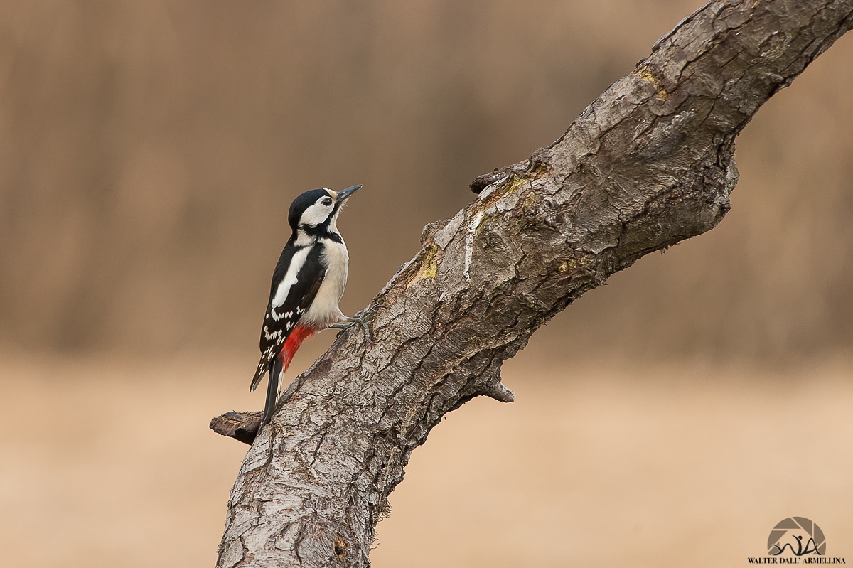 Picchio rosso maggiore