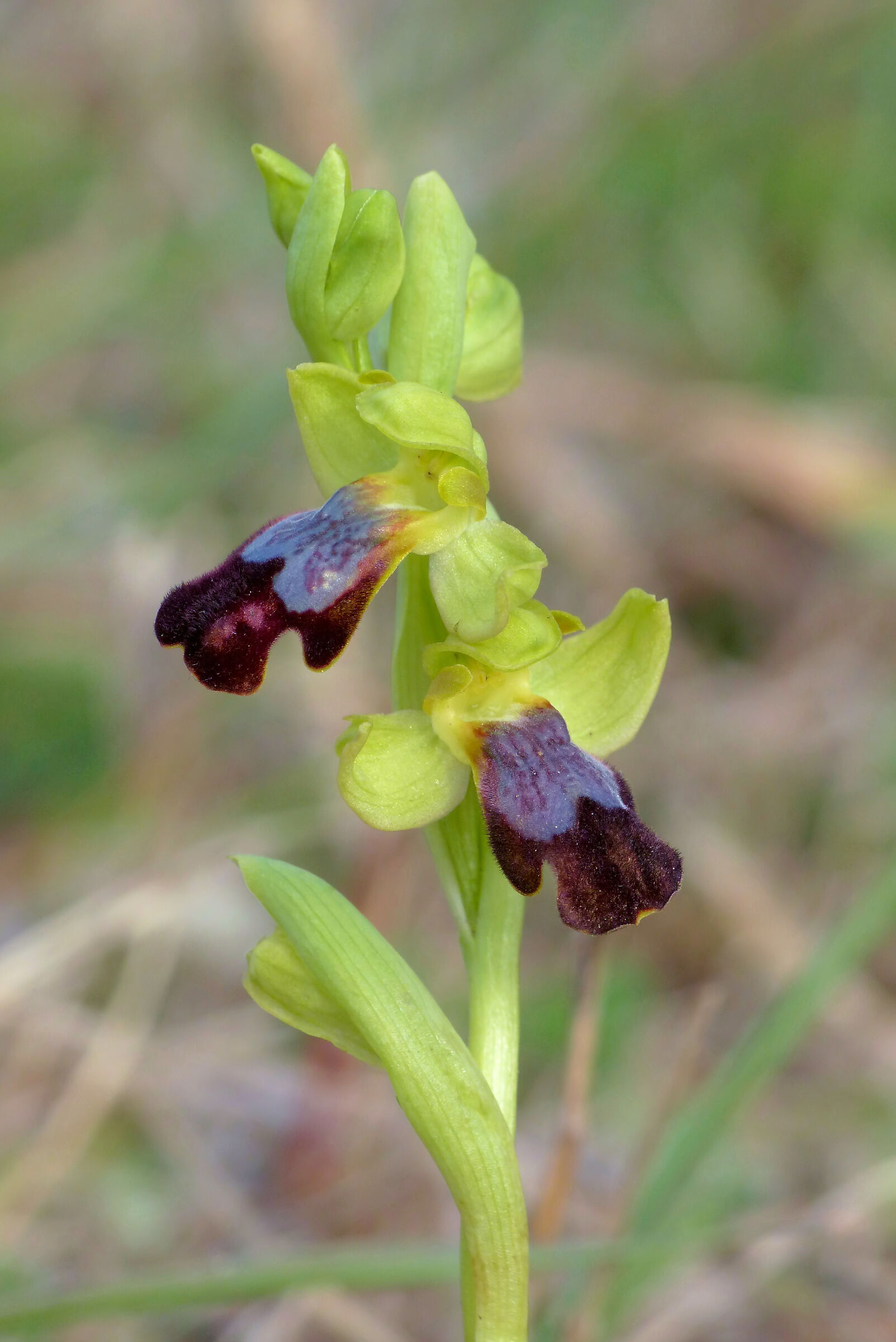 Ophrys iricolor subsp. lojaconoi