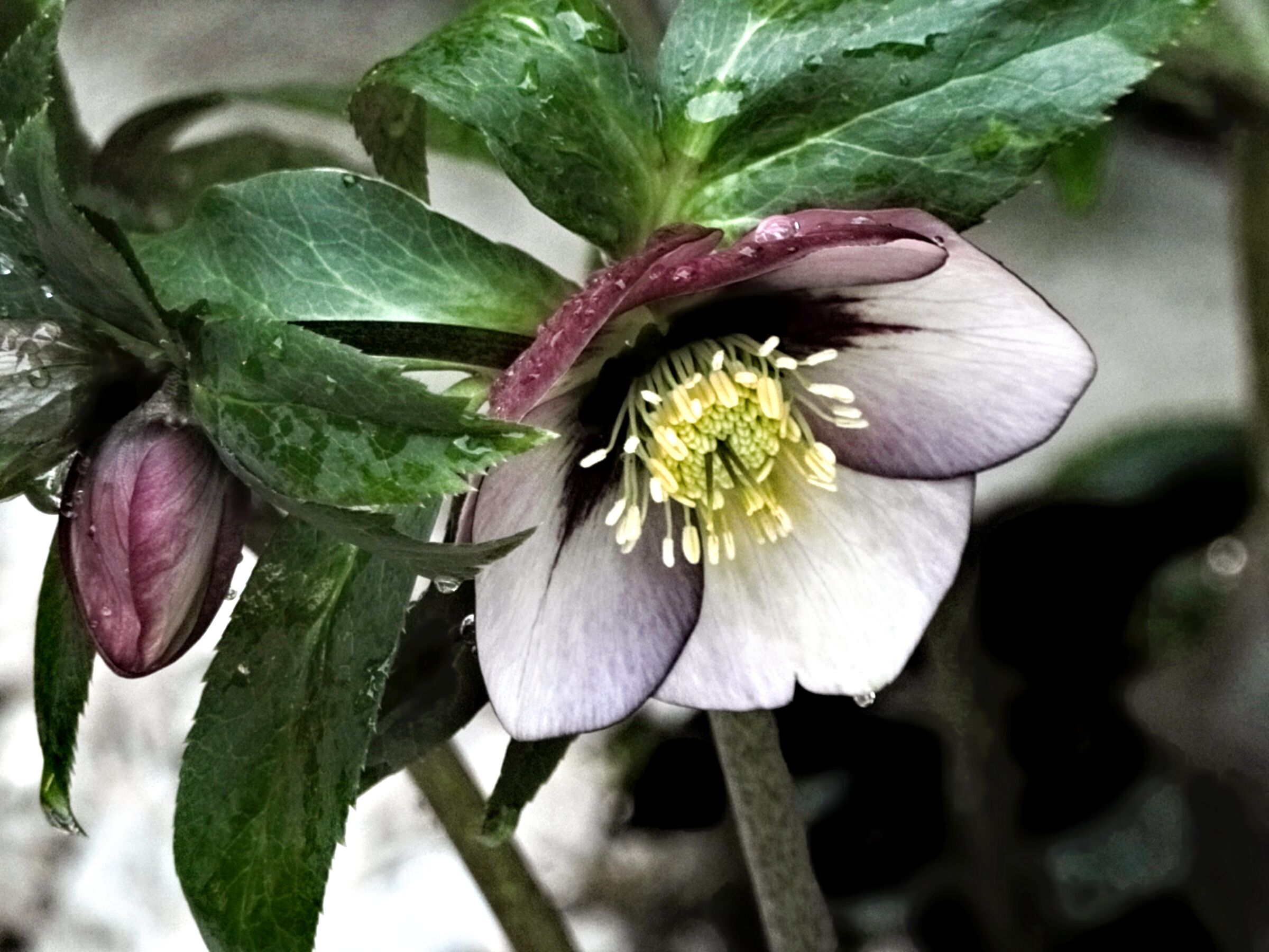 Helleborus Red star