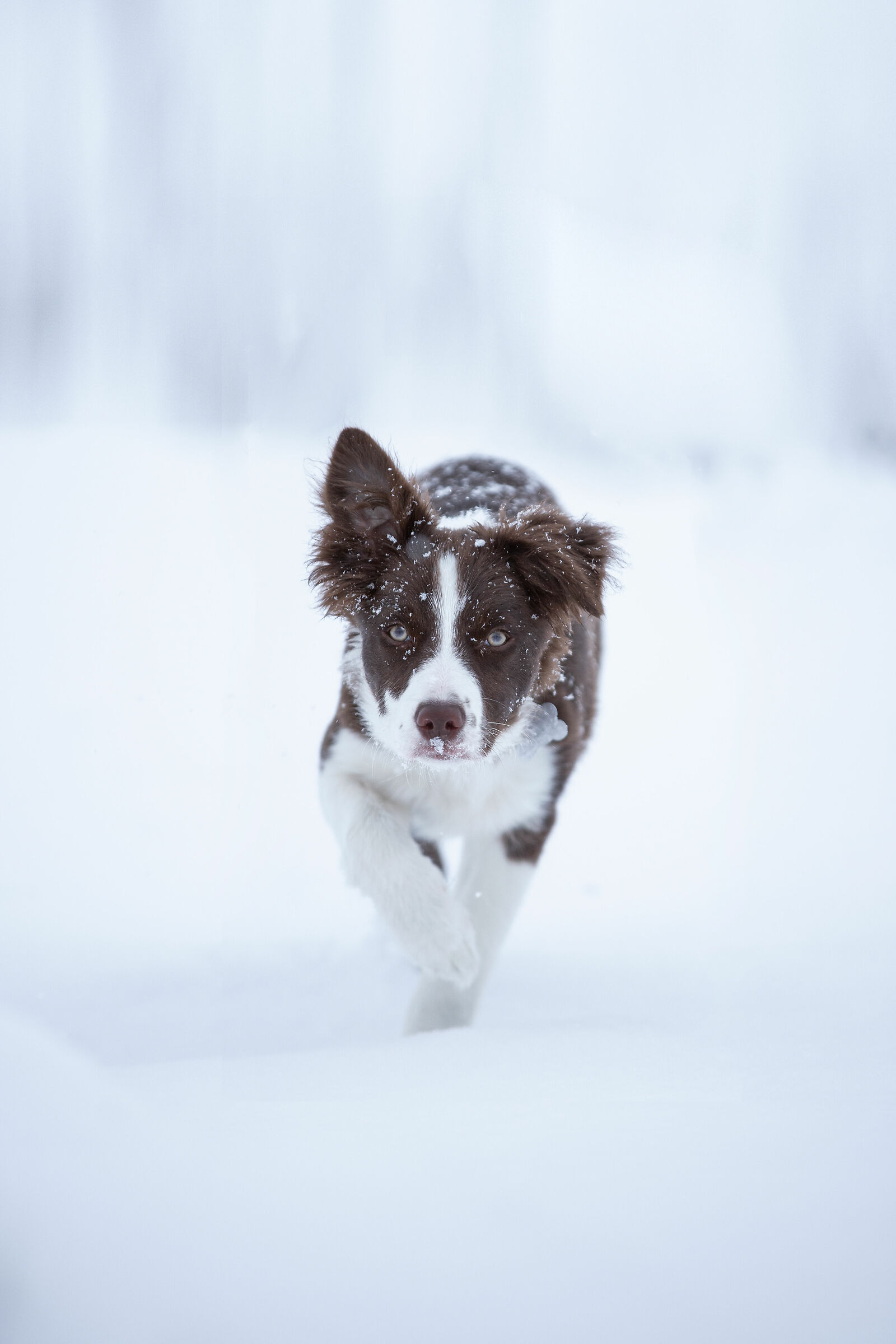 Il leopardo delle nevi