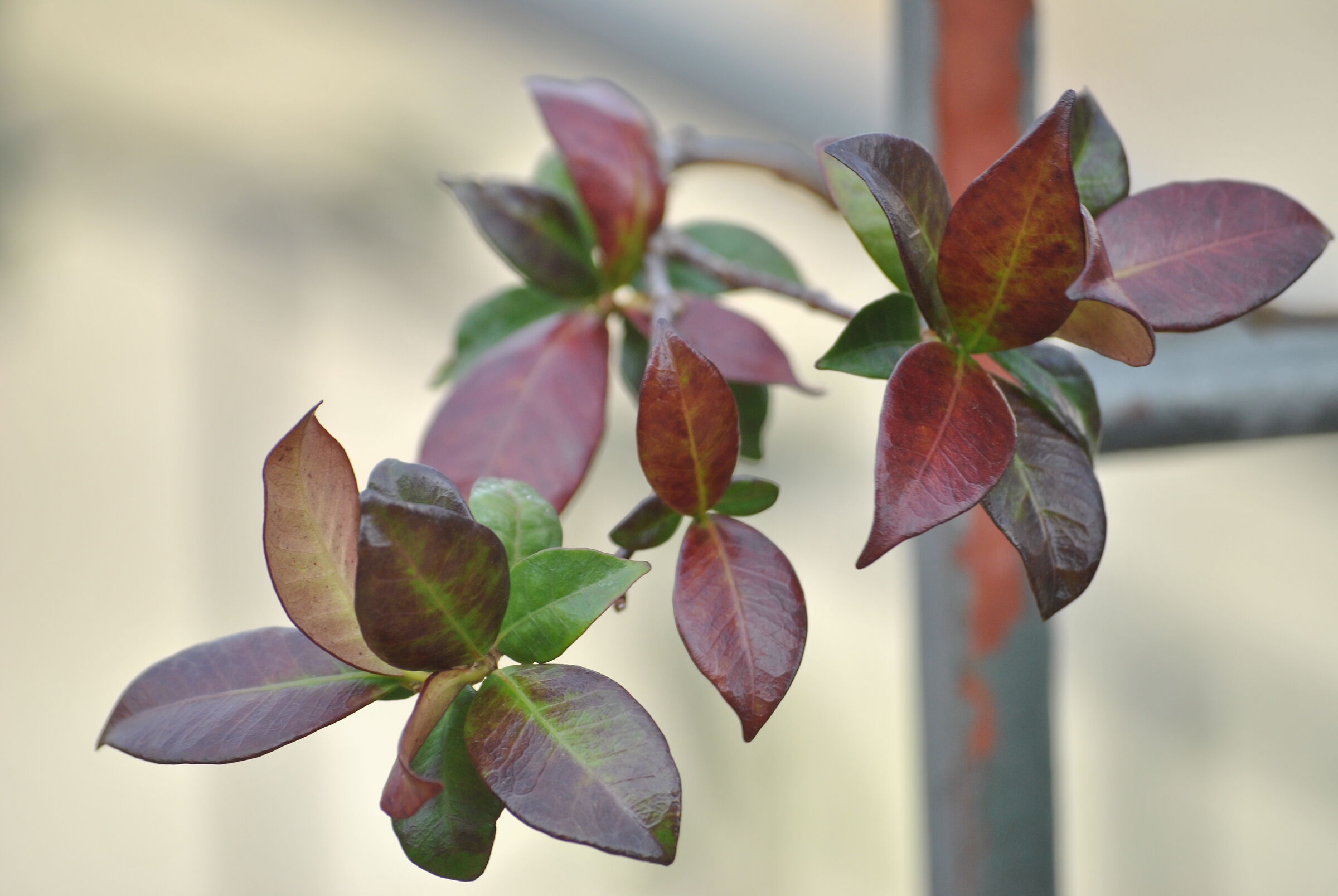 first shots with sigma 70-300