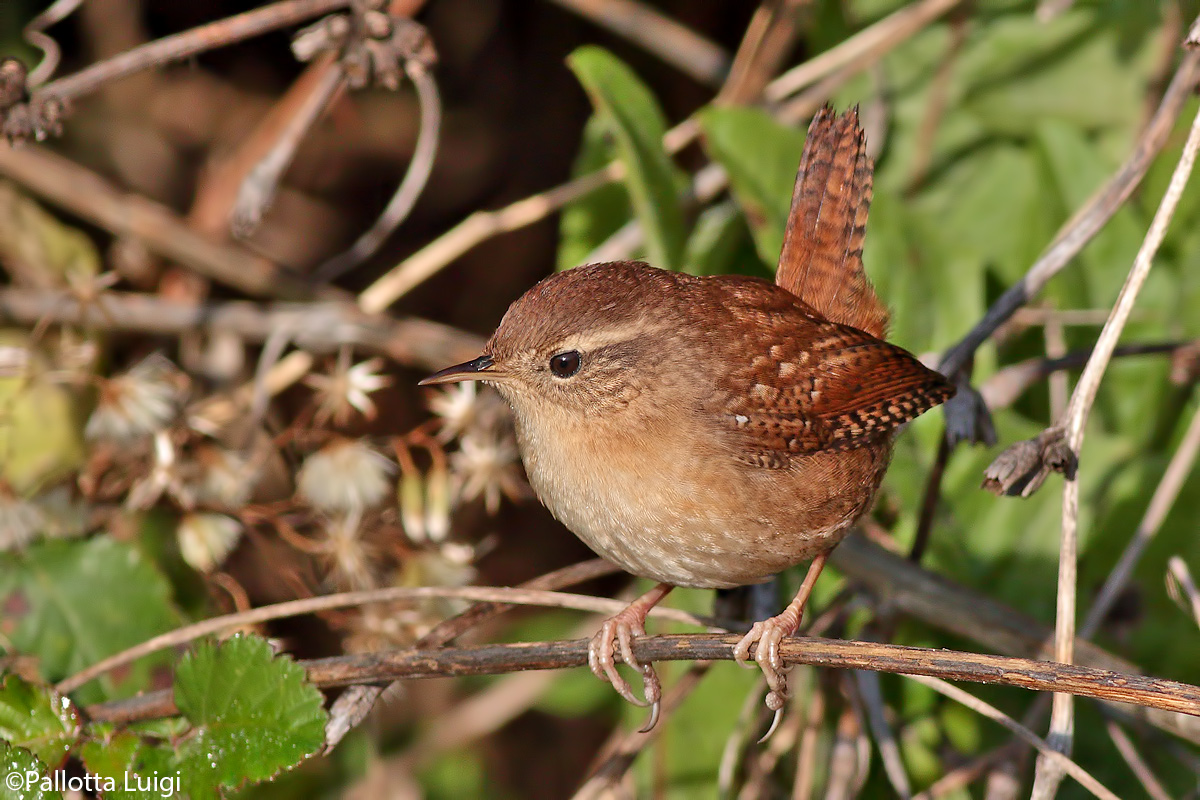 Scricciolo (Troglodytes troglodytes)