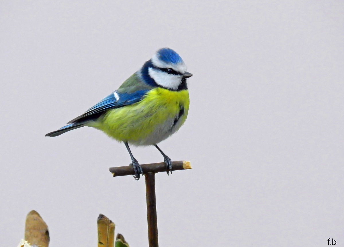 la mia amica cinciarella
