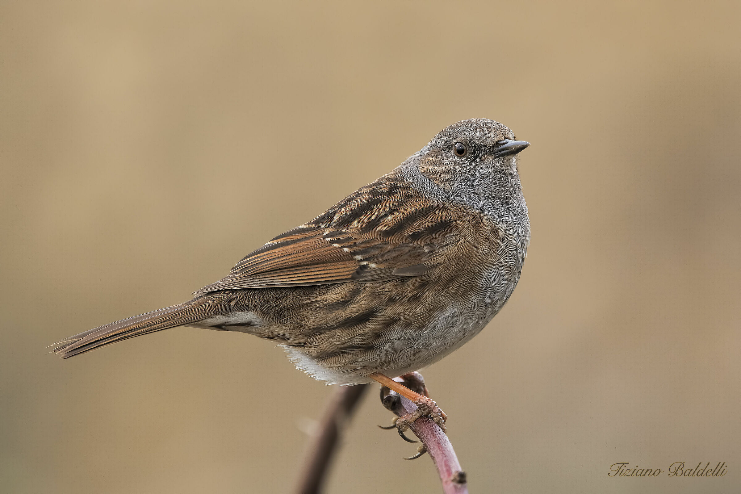 Dunnock 4K