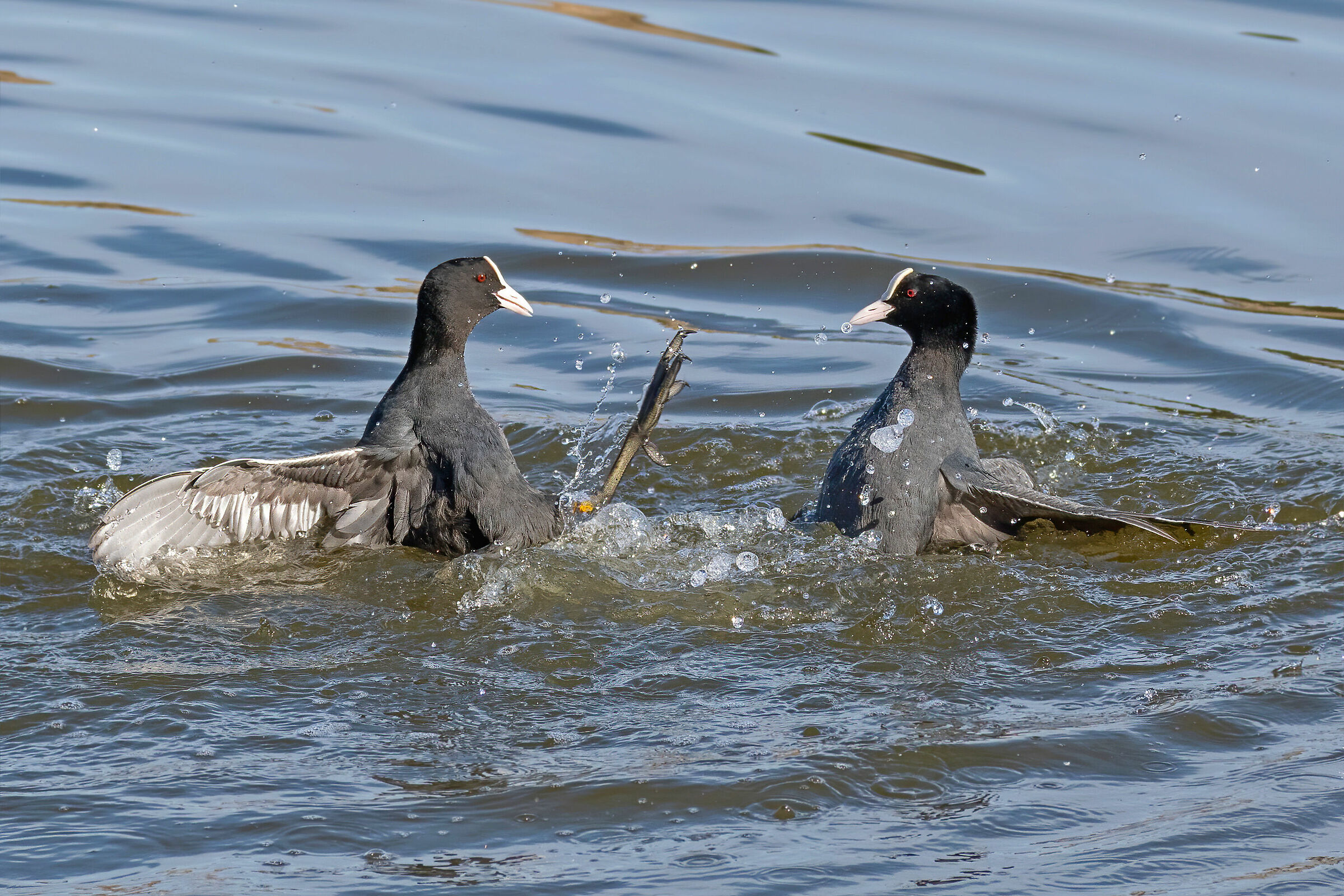Folaghe la lotta infinita