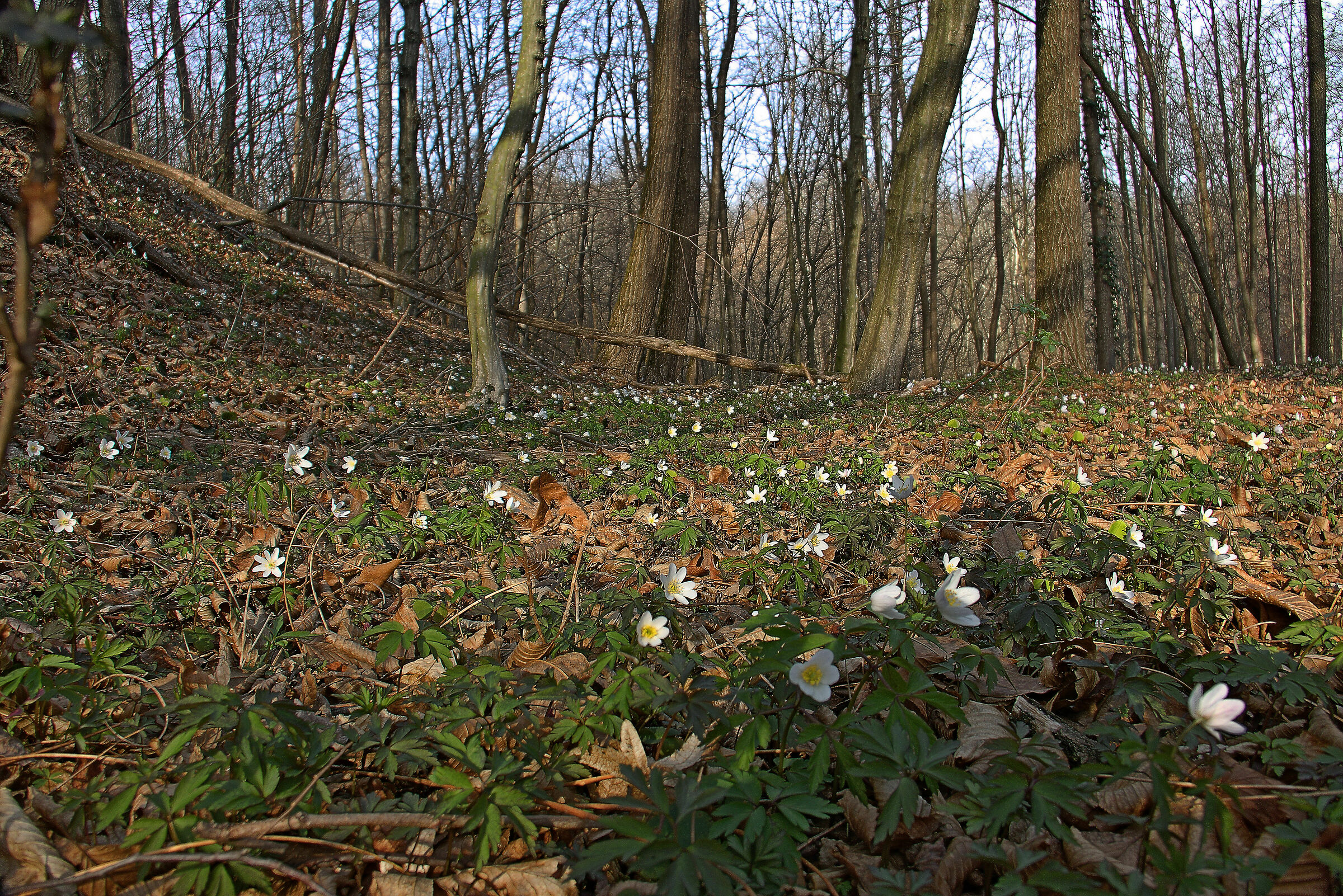 Boschi in fiore