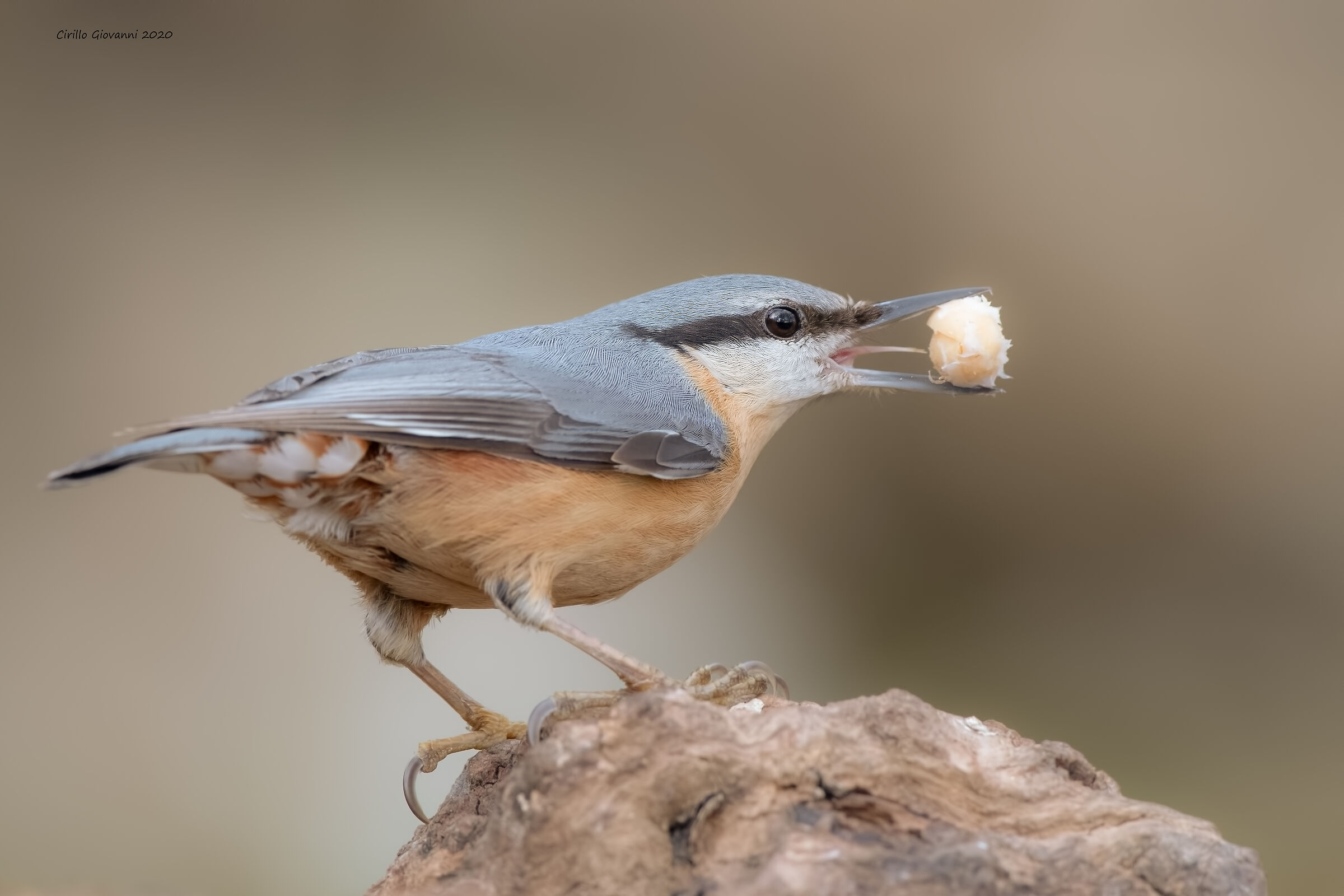 il picchio muratore ladro per eccellenza