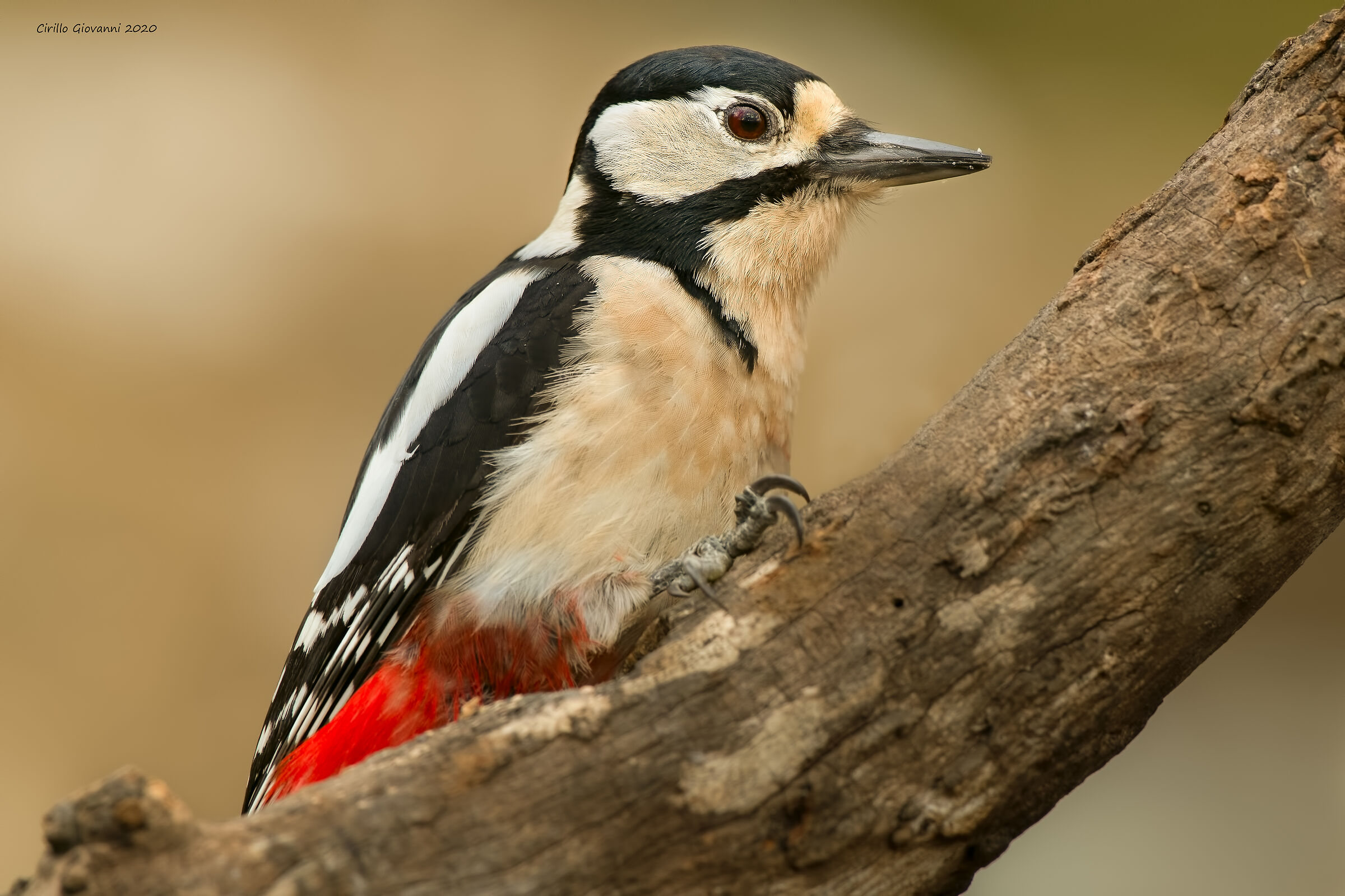 ed ecco qua anche la femmina picchio rosso maggiore