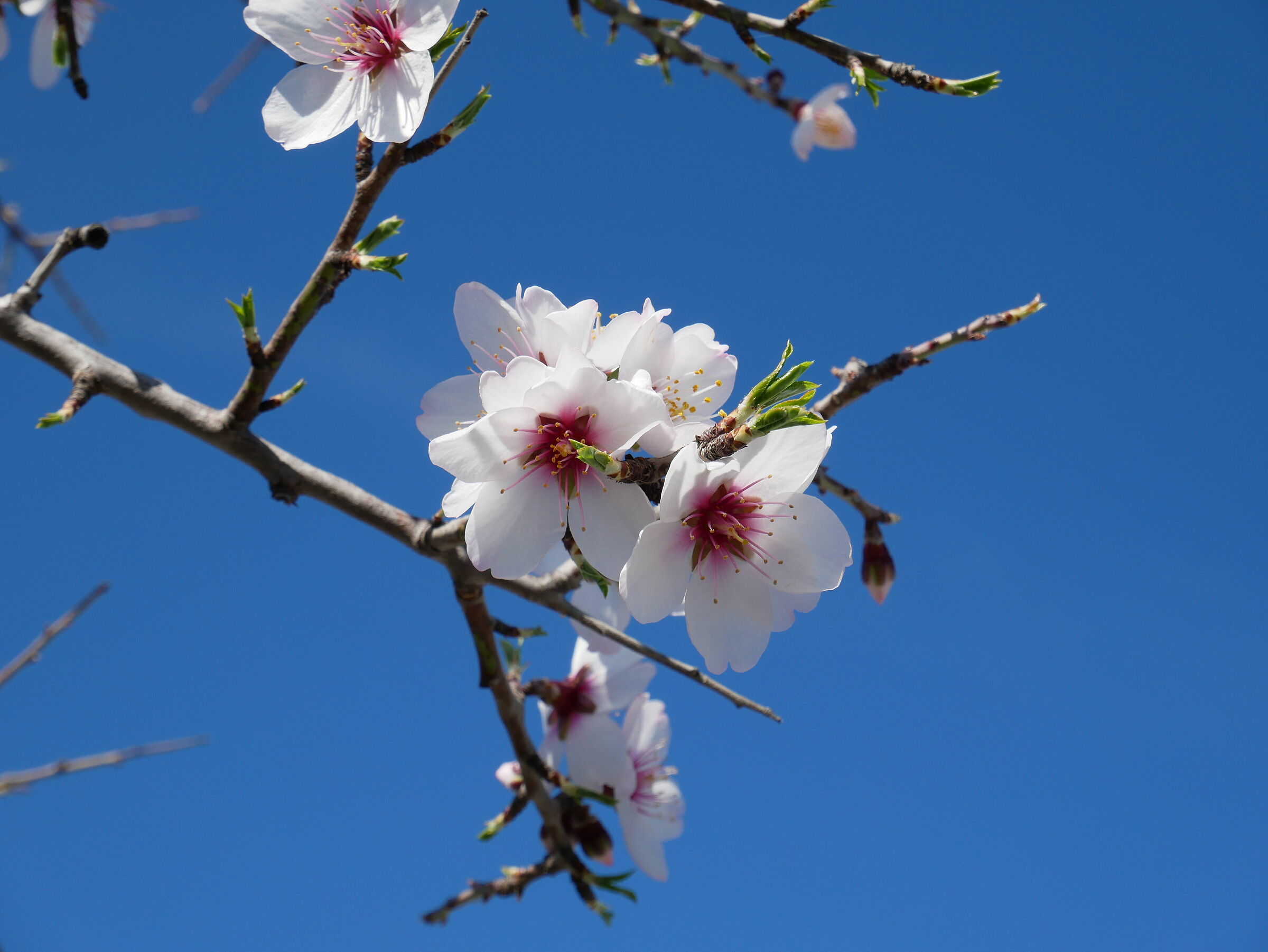 Fiori di mandorlo