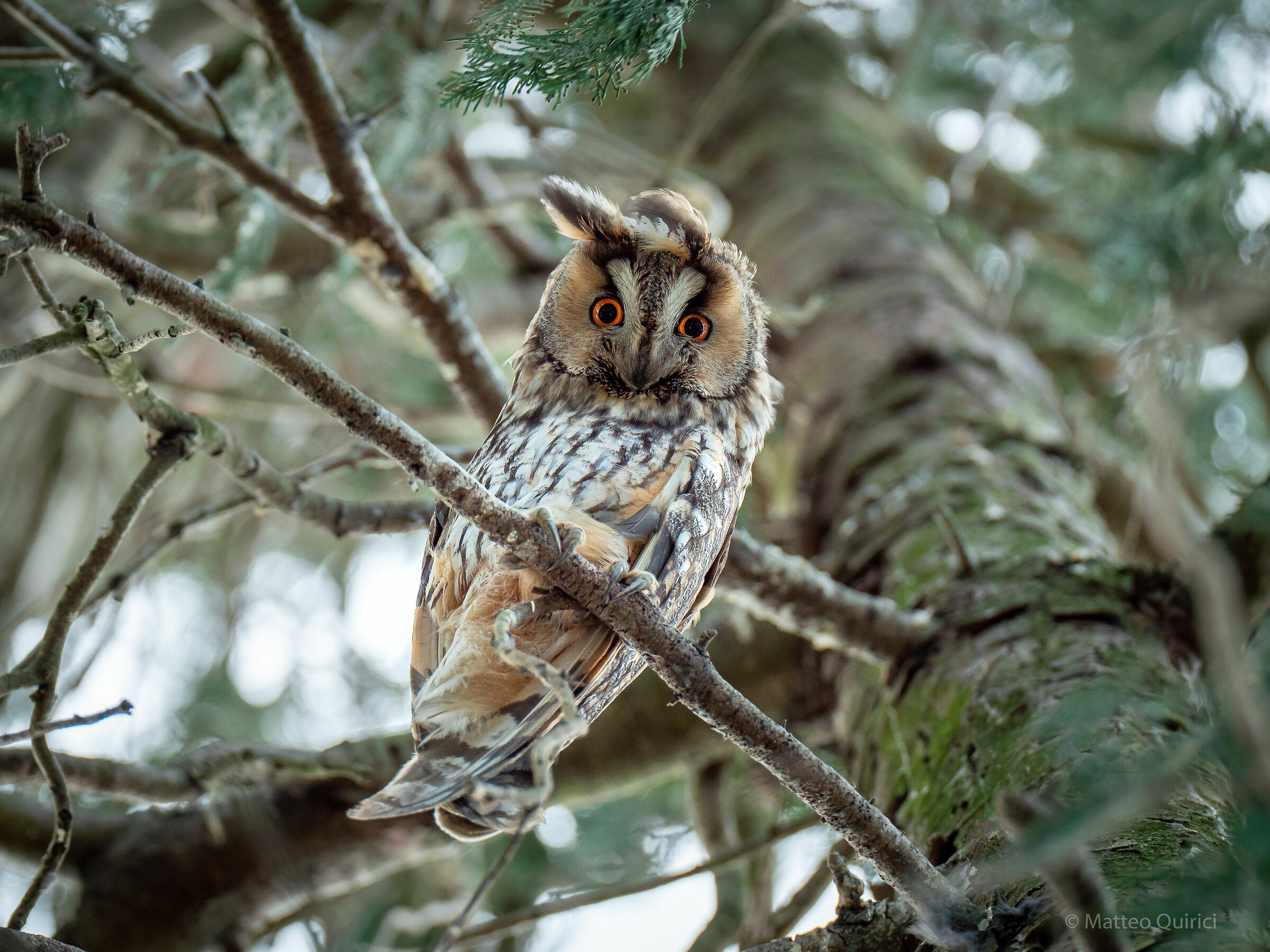 Common Owl