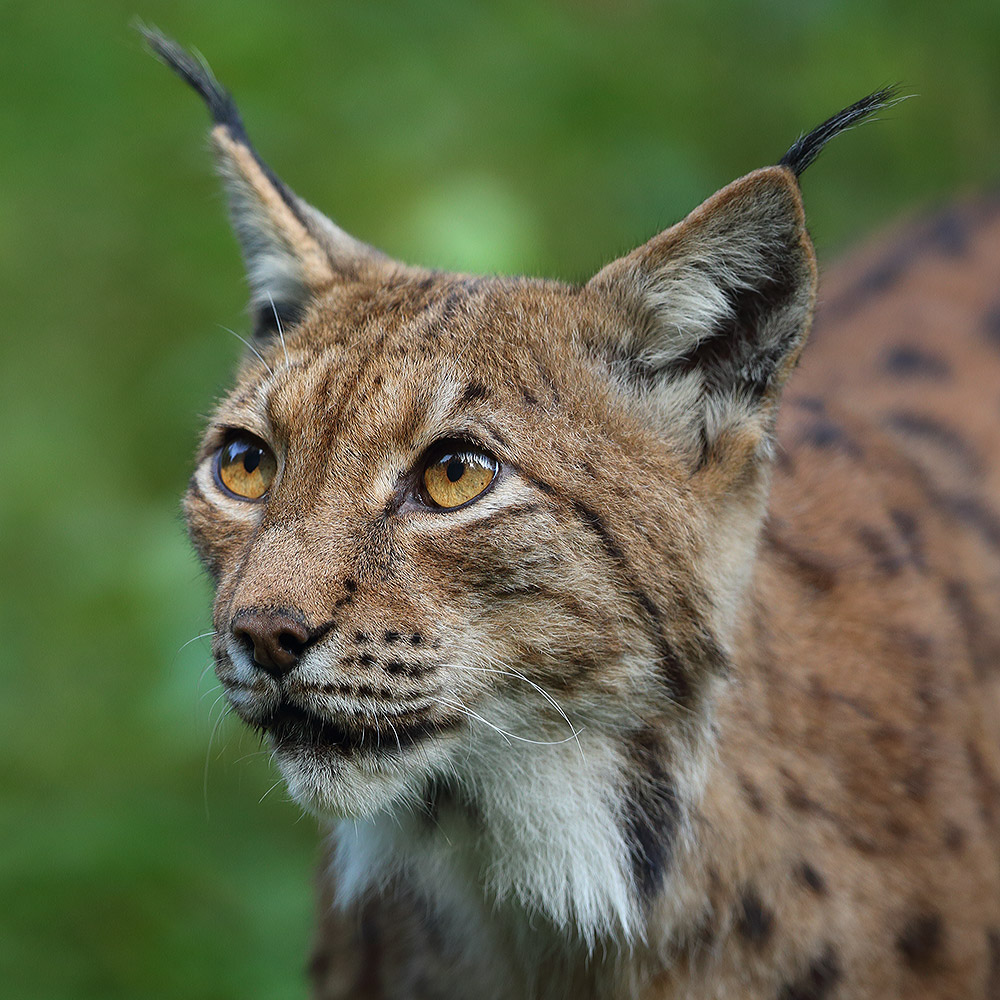 Lynx