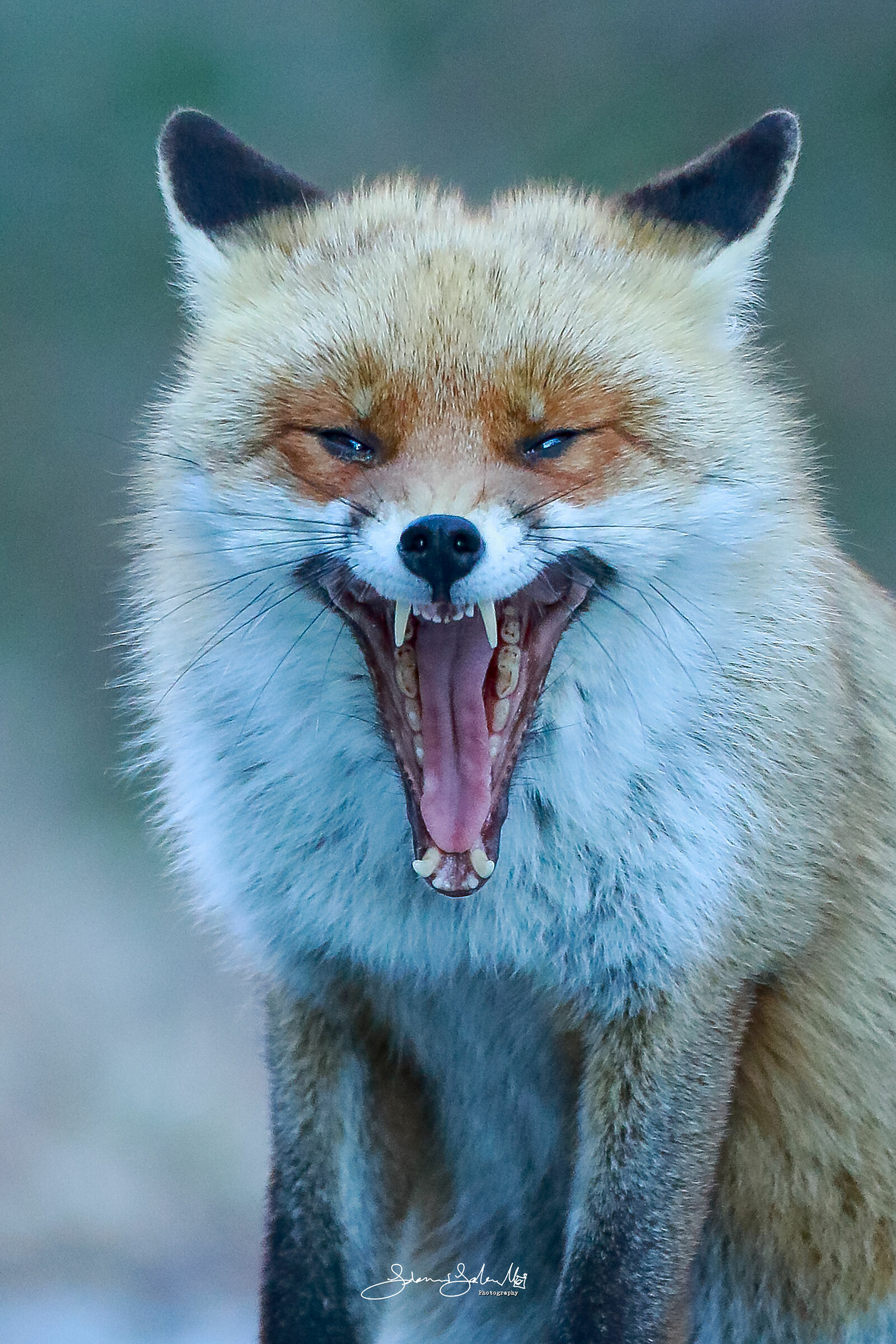 Smiling (Vulpes vulpes, Linnaeus, 1758)