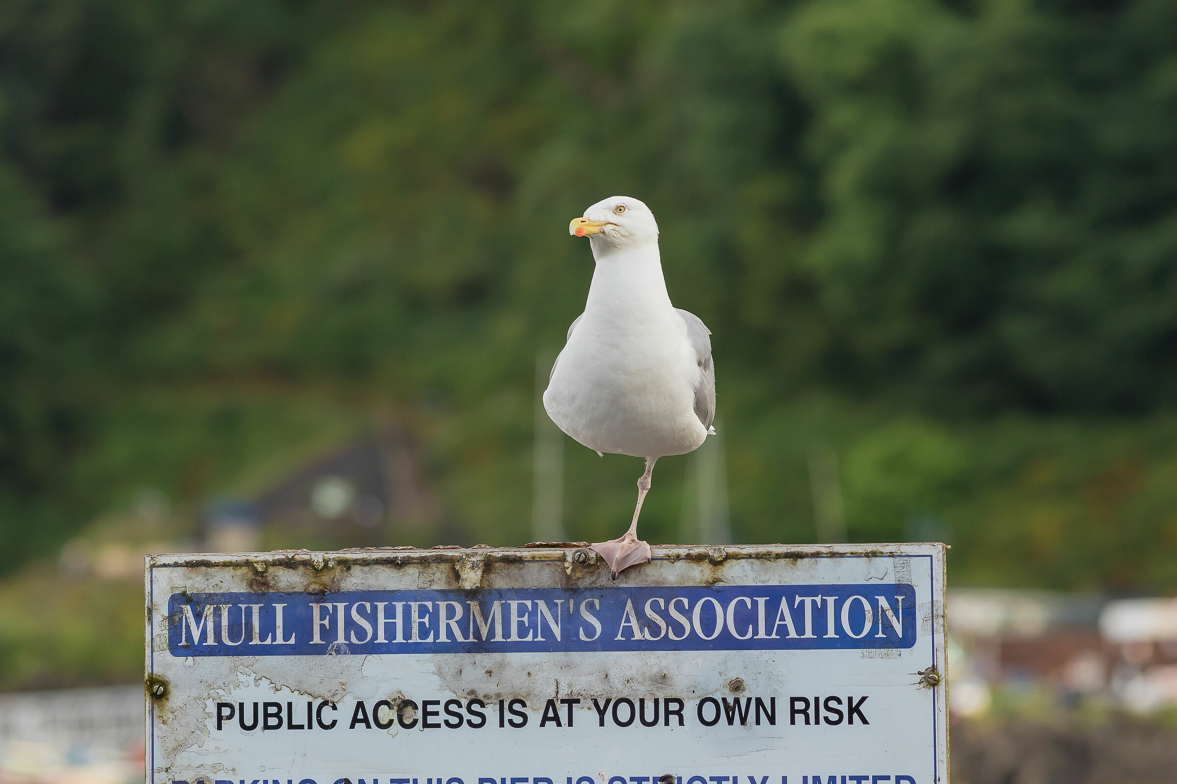 Il vecchio pescatore