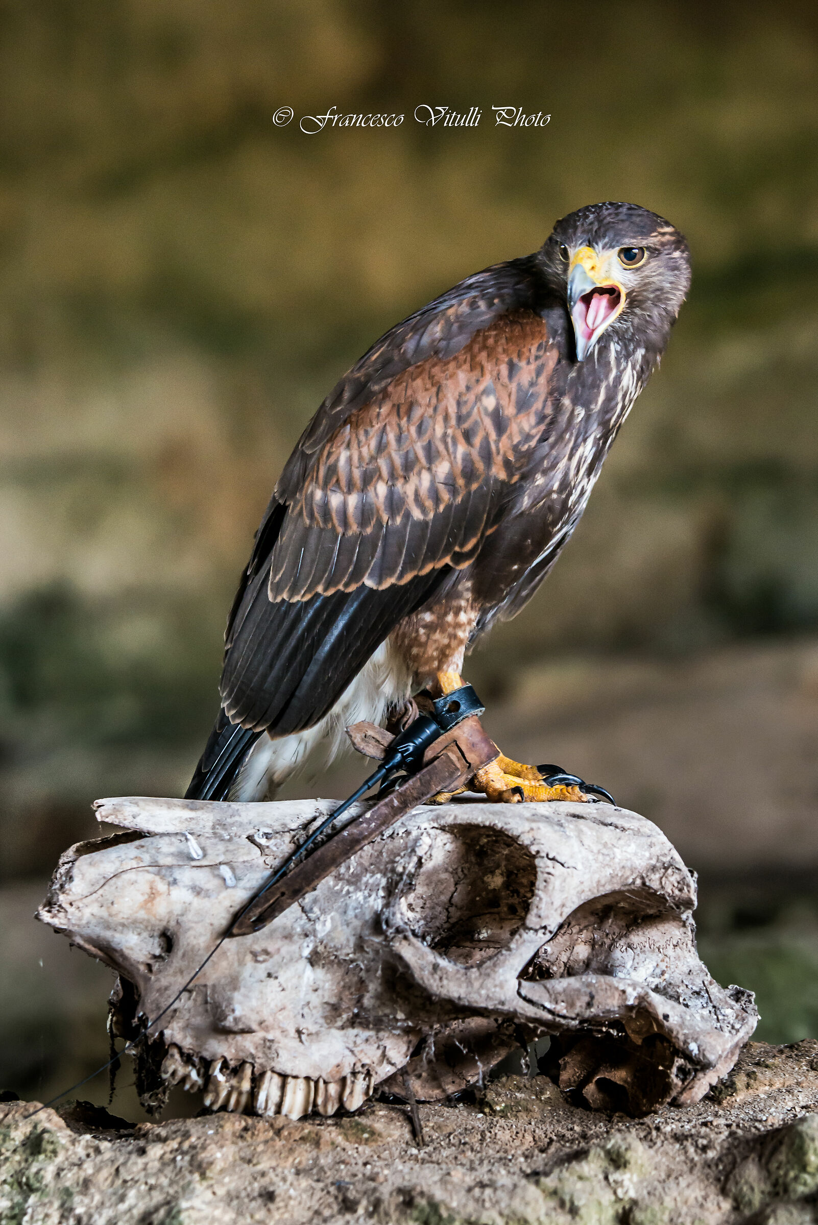 Morte tua, vita mia...