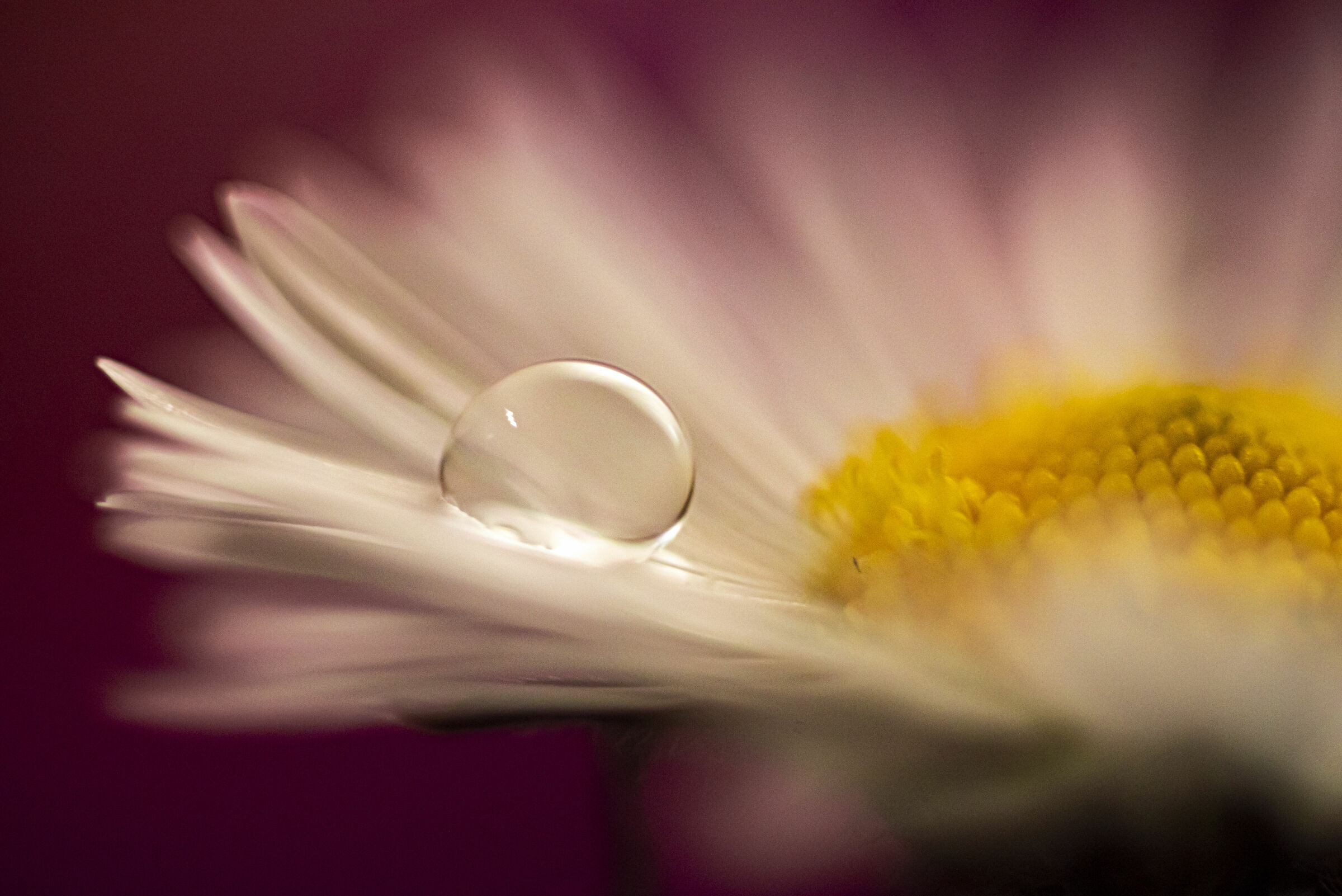 Drop on the daisy 2