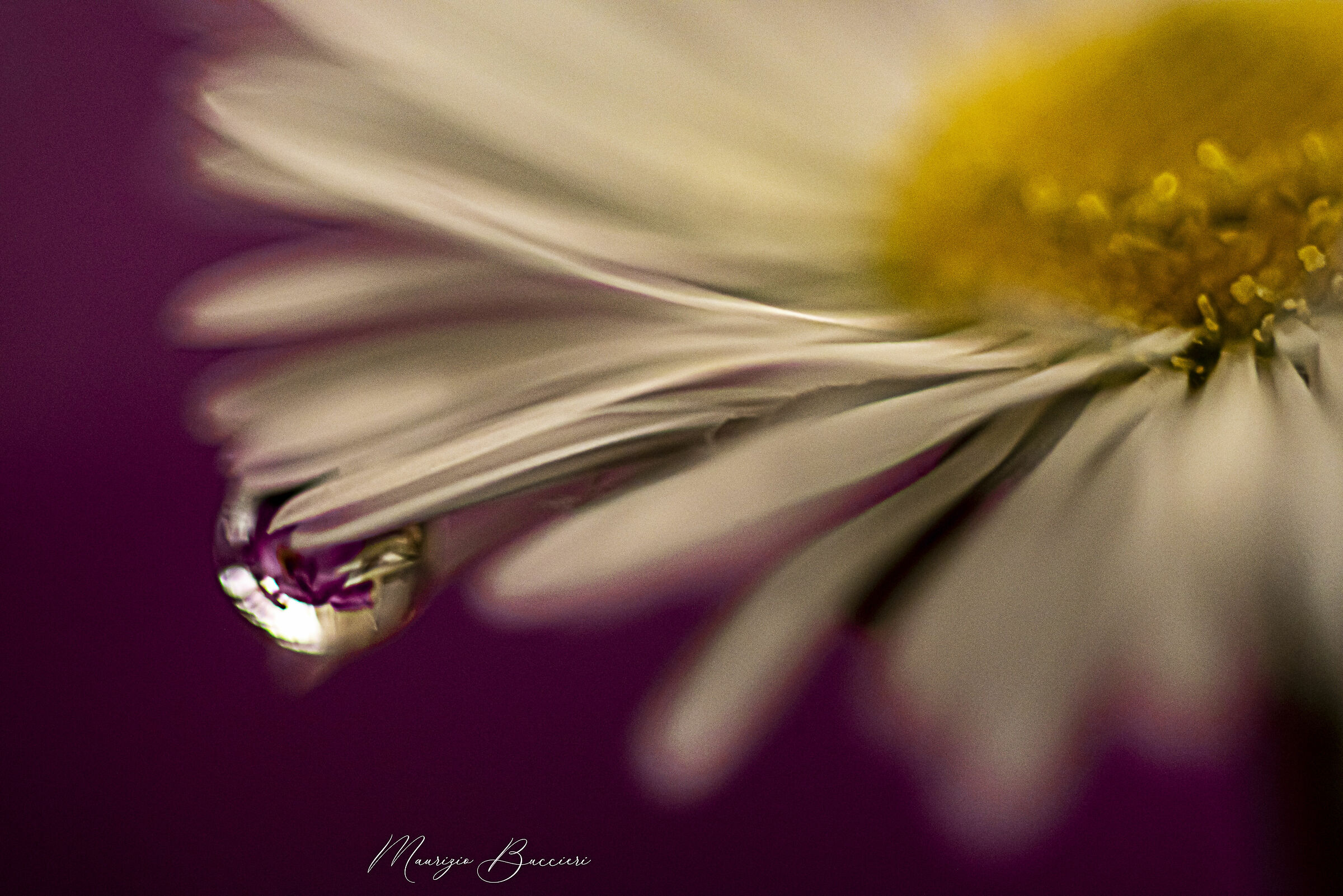 Drop on the daisy 3