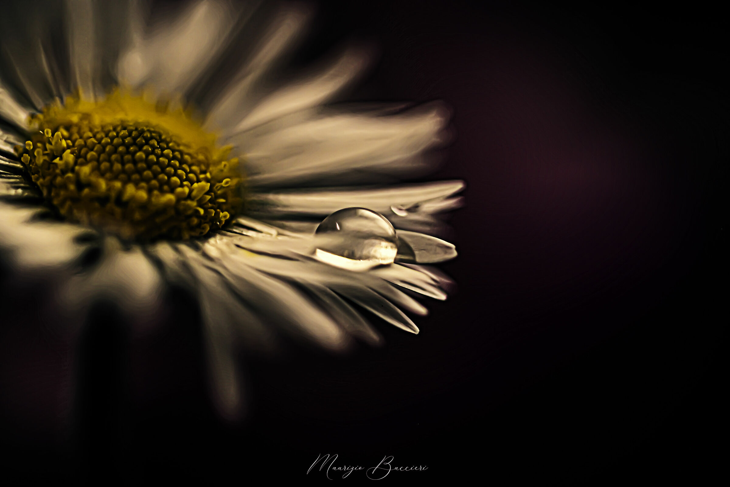 Drops on the Daisy 4