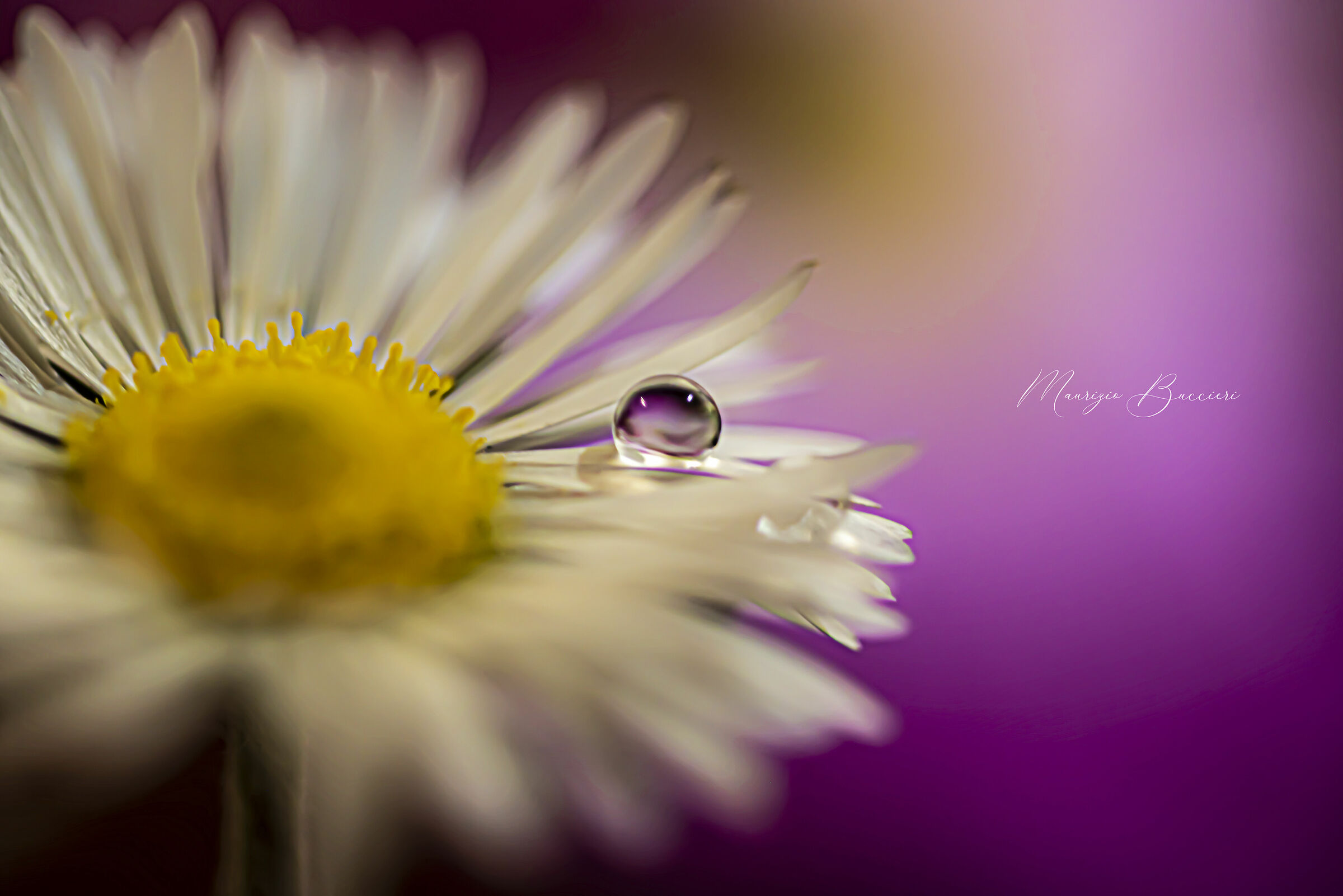 Drop on the daisy 3