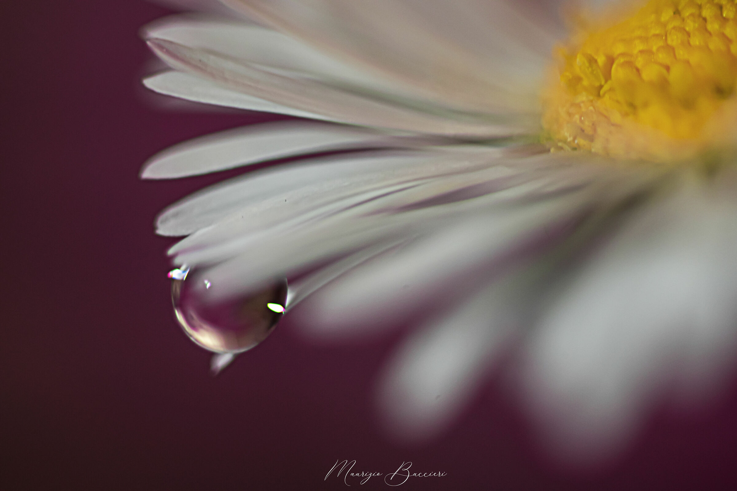 Drop on the daisy 5