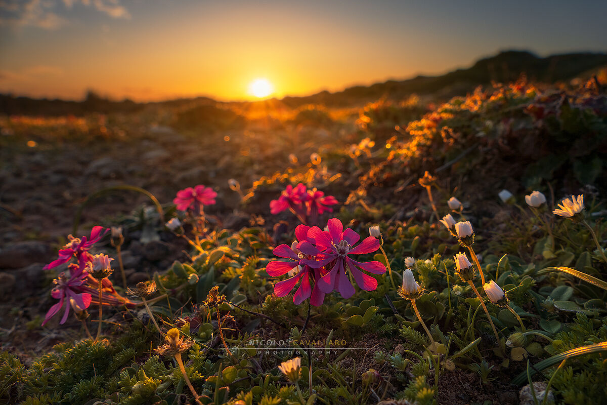 Profumo di Primavera